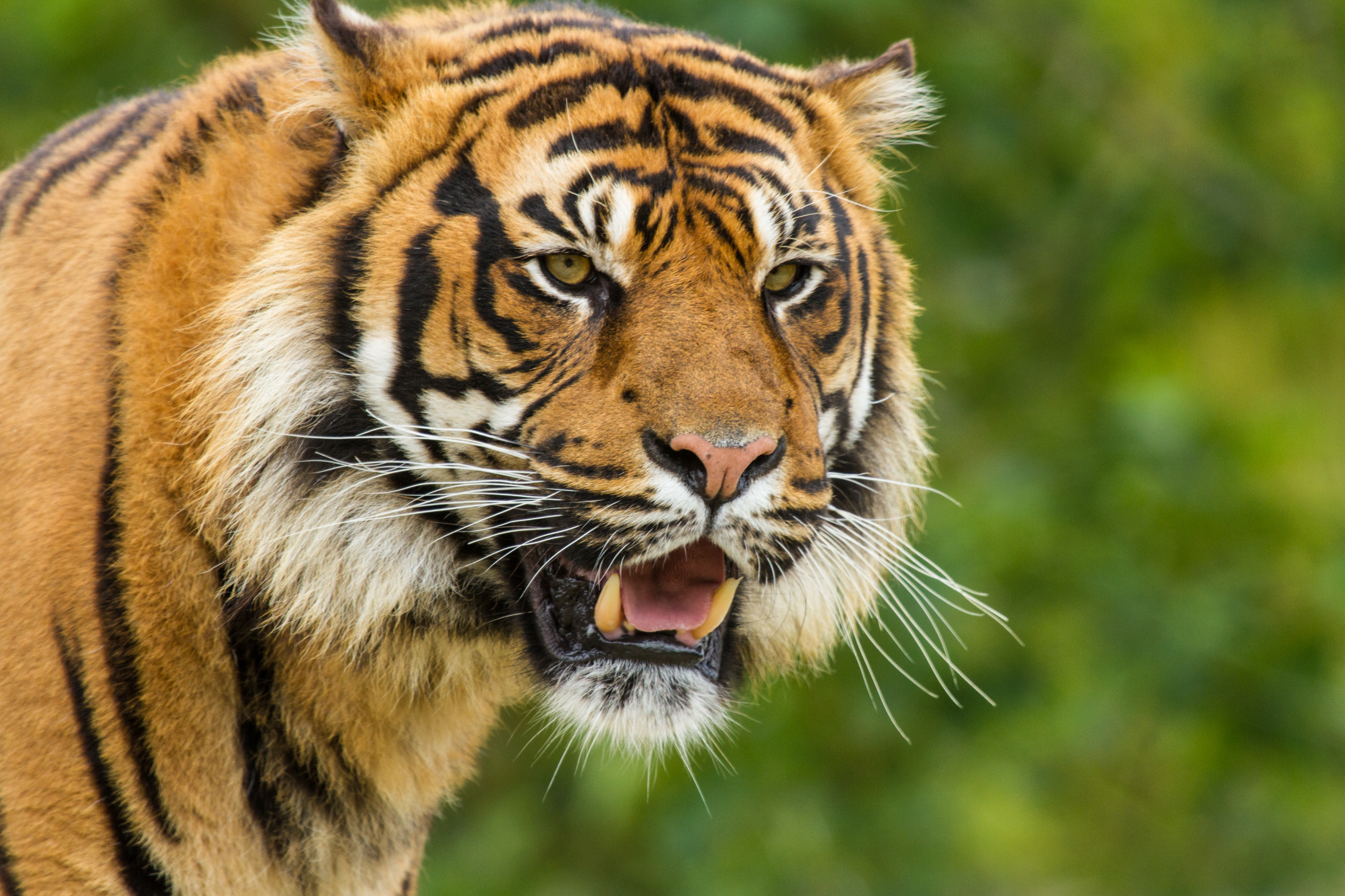 Descarga gratuita de fondo de pantalla para móvil de Gatos, Animales, Tigre.