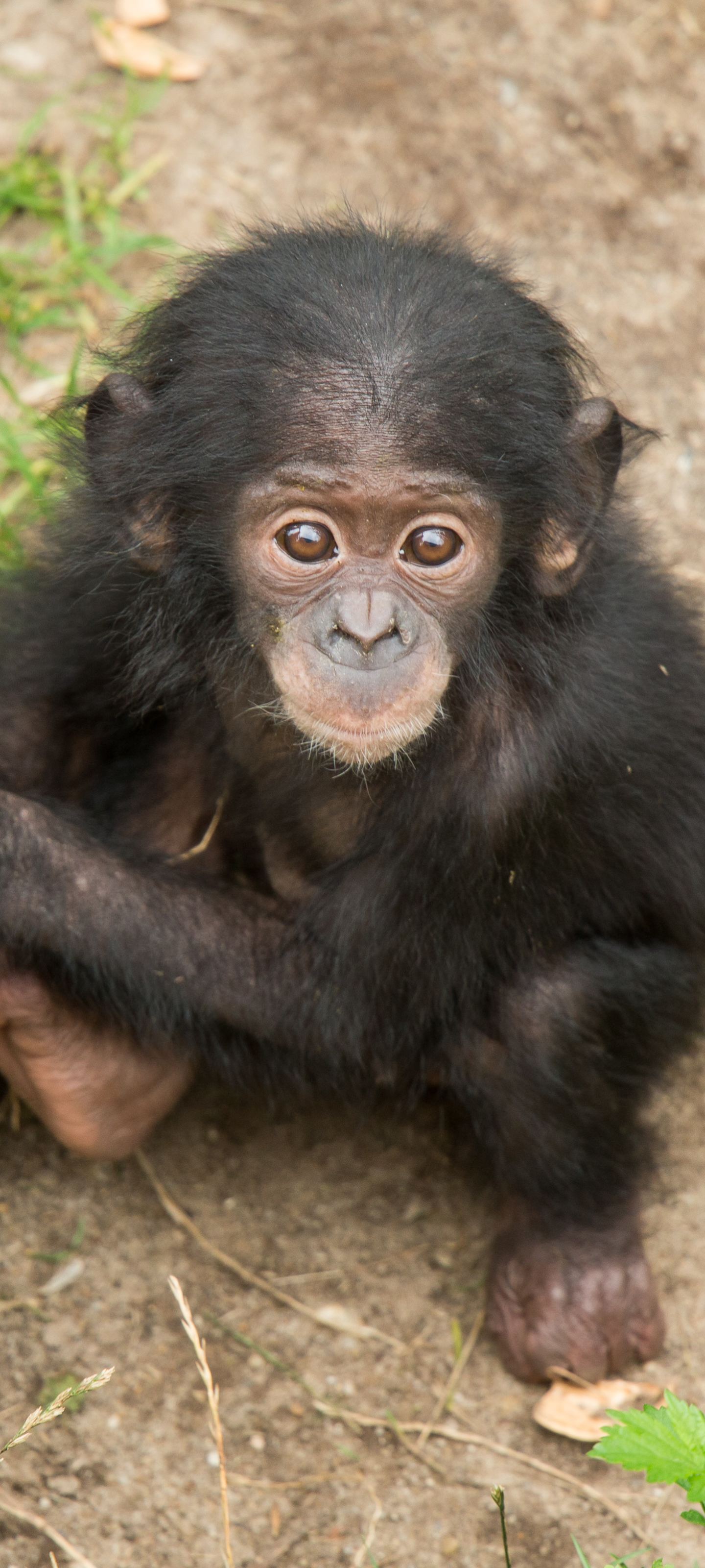 Скачати мобільні шпалери Мавпи, Мавпа, Тварина, Шимпанзе, Дитинча Тварини безкоштовно.