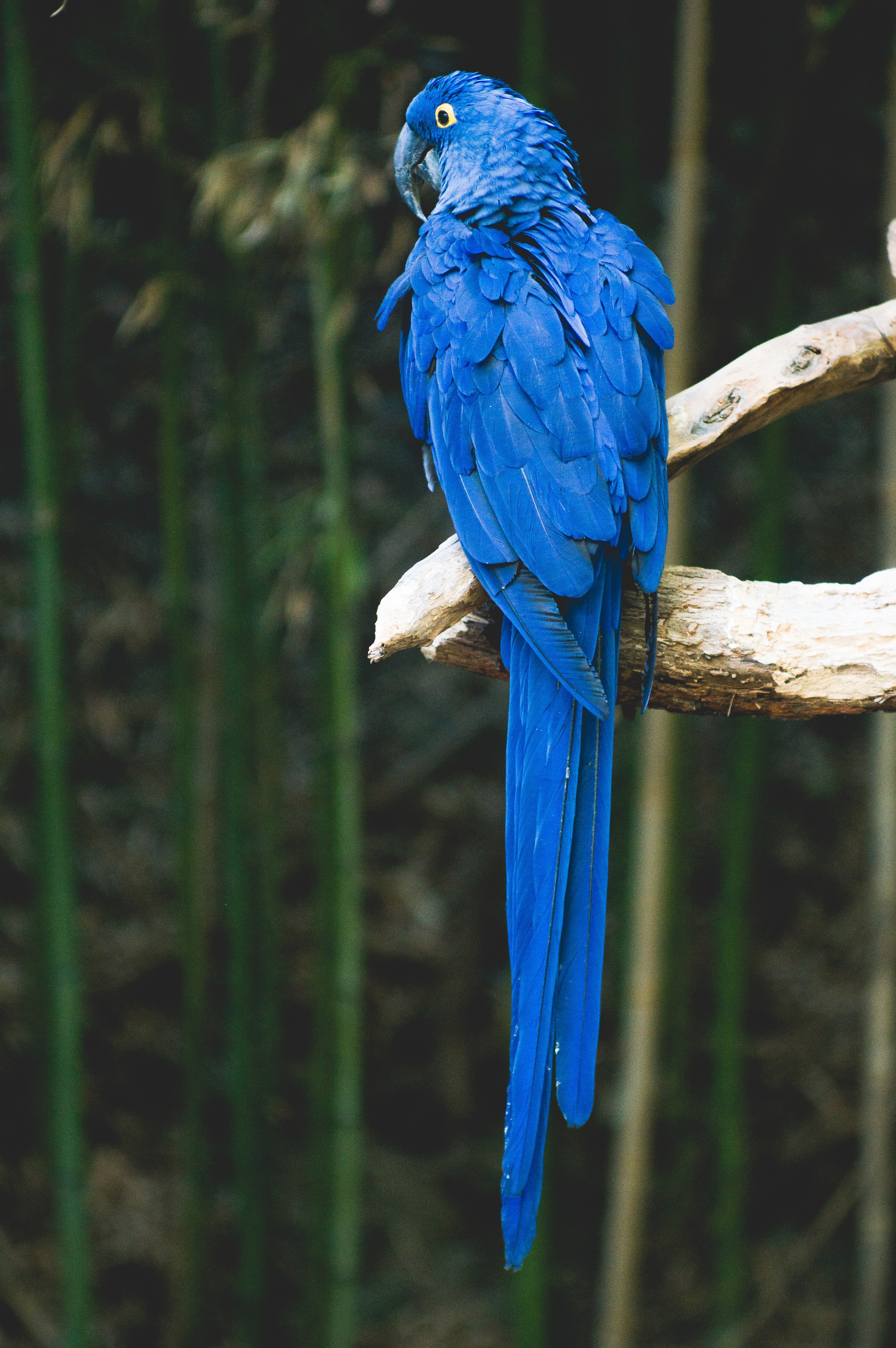 96973 Hintergrundbild herunterladen papageien, tiere, blau, vogel, ast, zweig - Bildschirmschoner und Bilder kostenlos