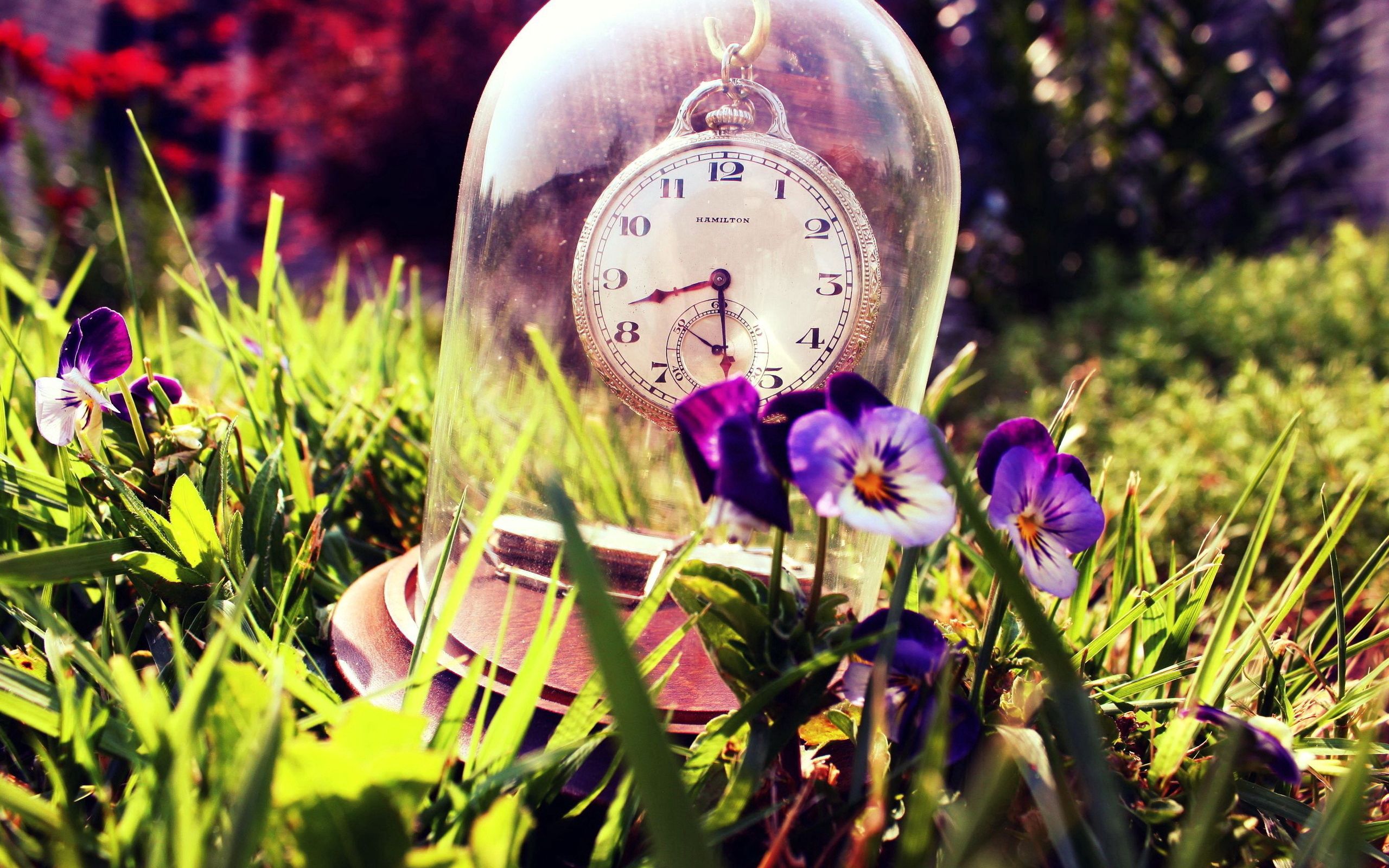 grass, pansies, summer, clock, miscellanea, miscellaneous, glass