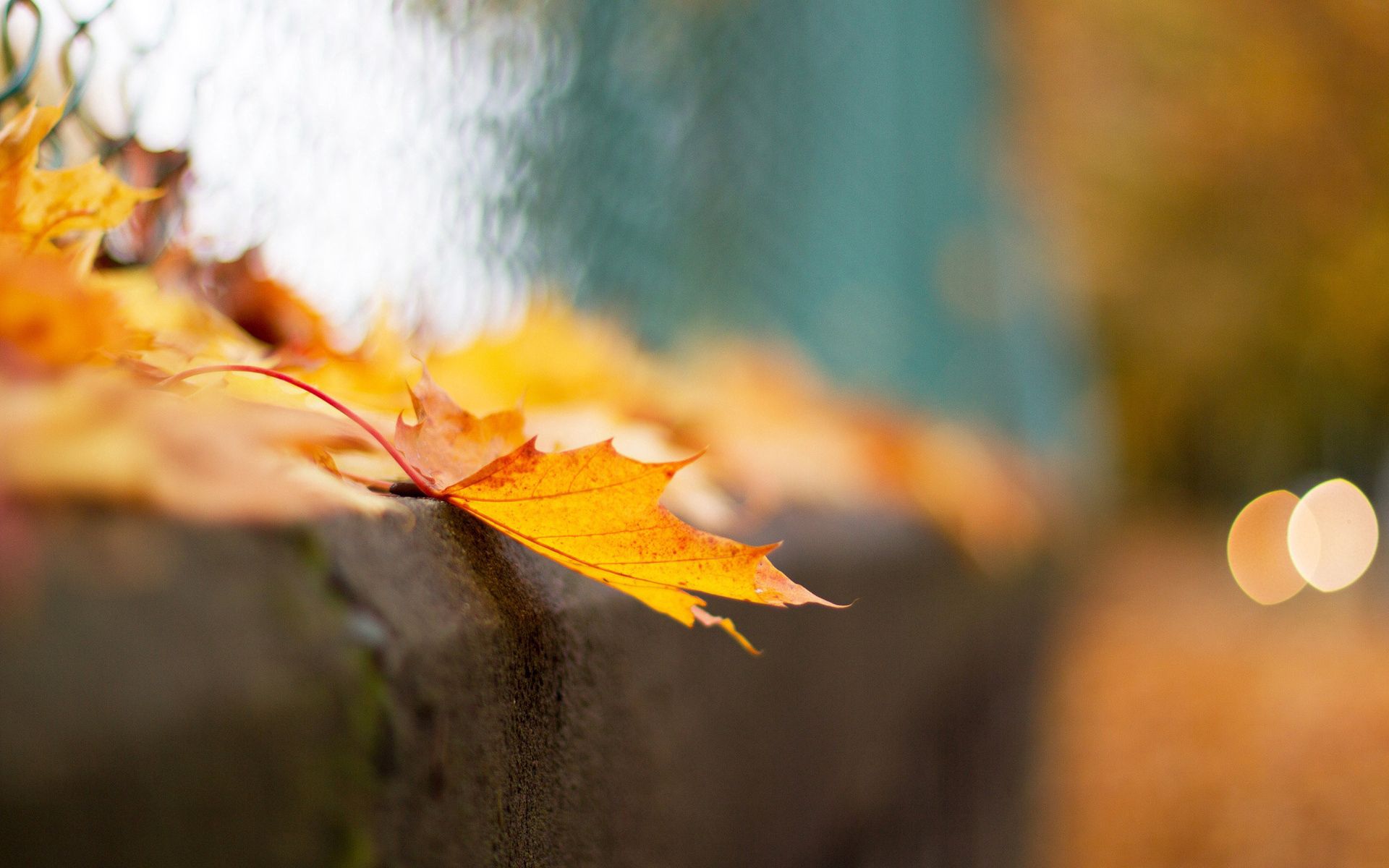 Full HD autumn, macro, grid, sheet, leaf, fence, bokeh, boquet