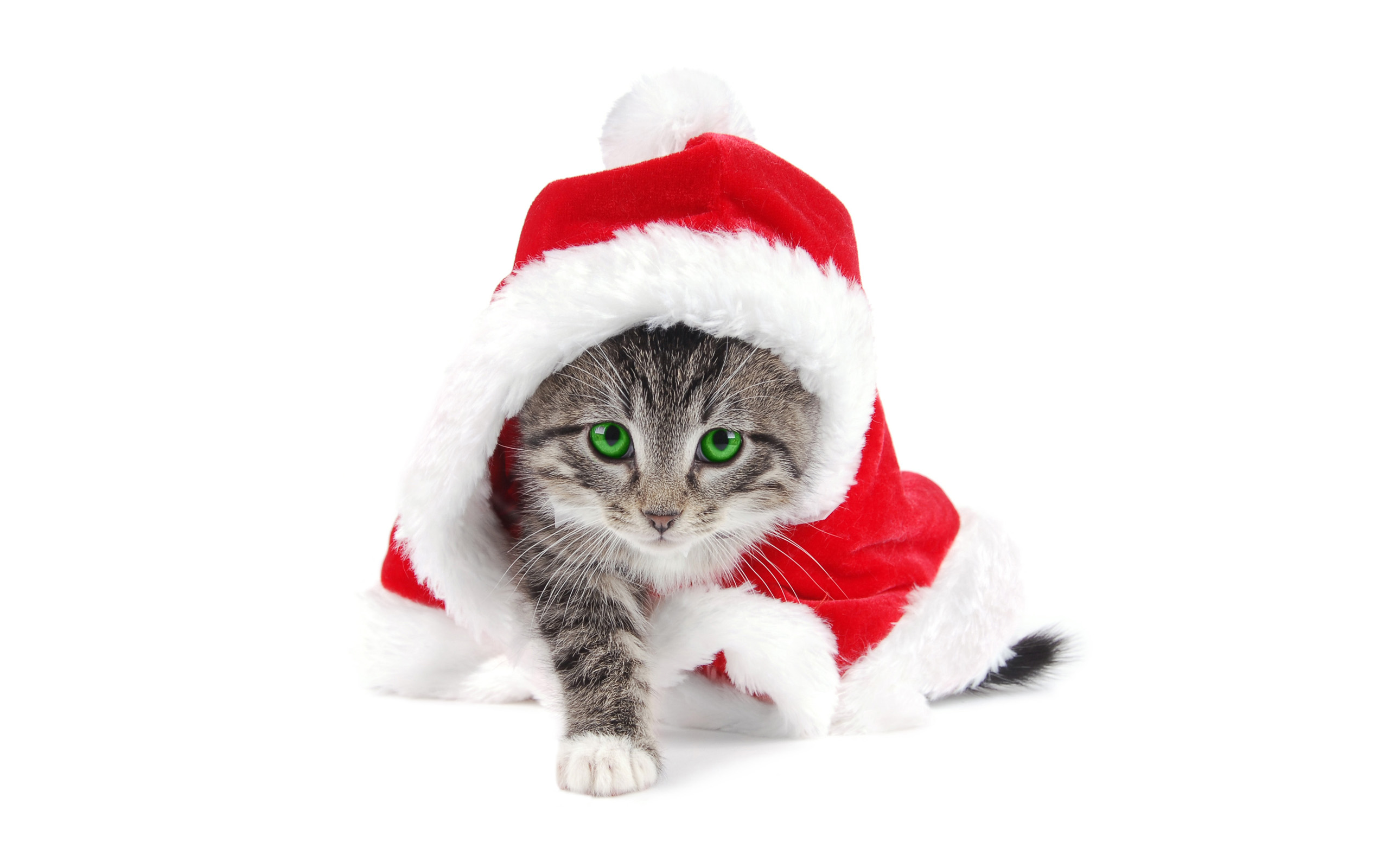 272654 скачать обои котенок, кошка, шляпа санты, животные, зеленые глаза, кошки - заставки и картинки бесплатно