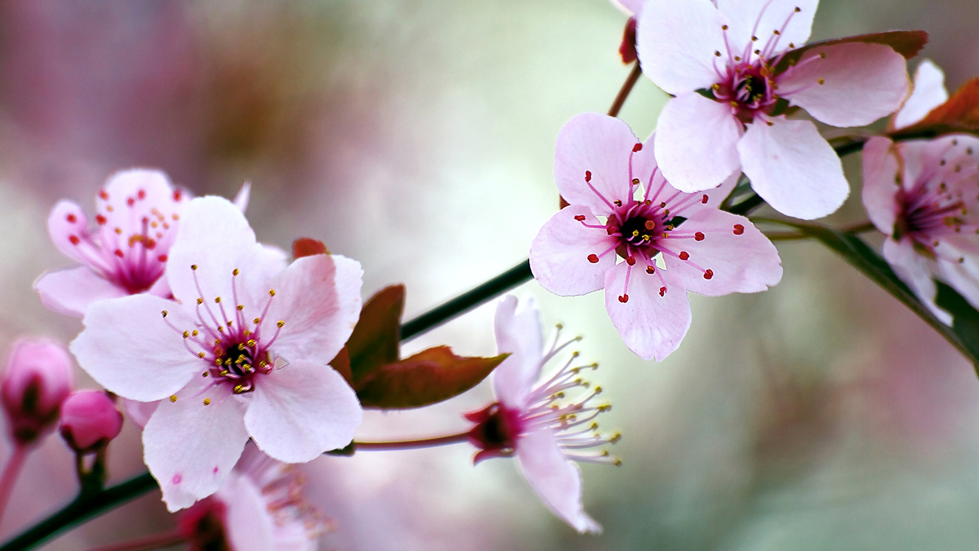 Baixe gratuitamente a imagem Natureza, Flores, Flor, Macro, Flor Rosa, Floração, Primavera, Terra/natureza na área de trabalho do seu PC