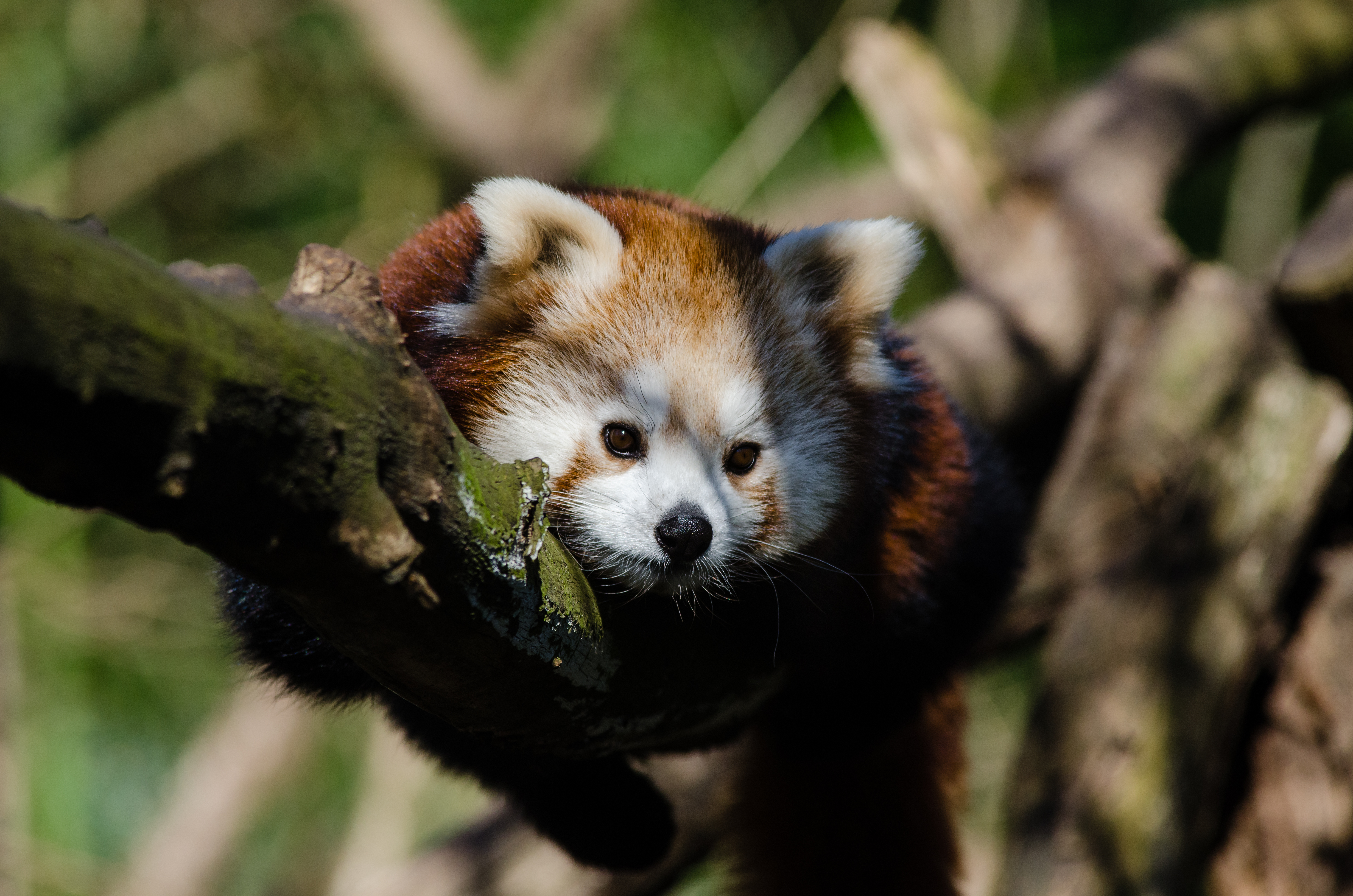 Free download wallpaper Blur, Animal, Red Panda on your PC desktop