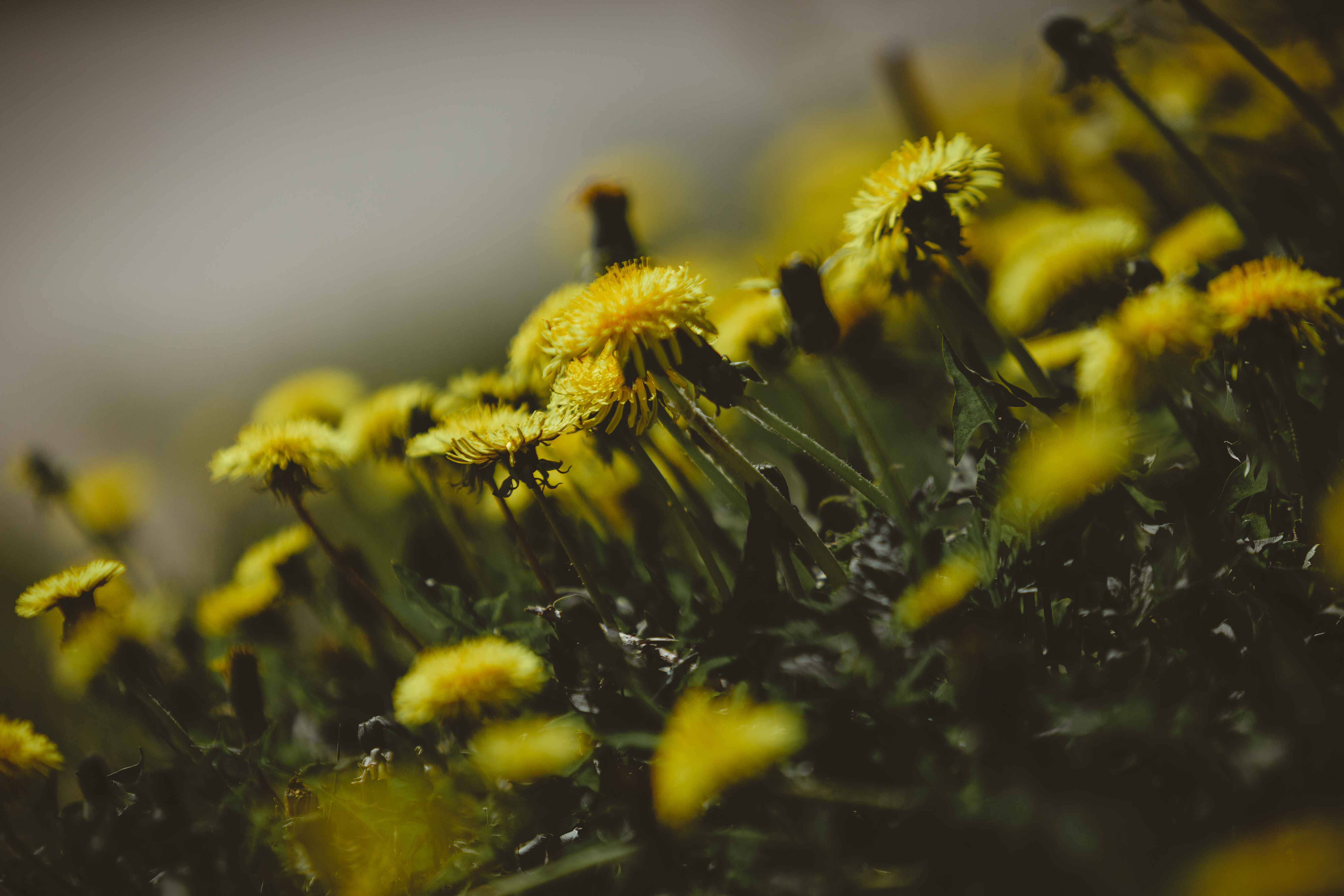 flowers, grass, dandelions, close up desktop HD wallpaper