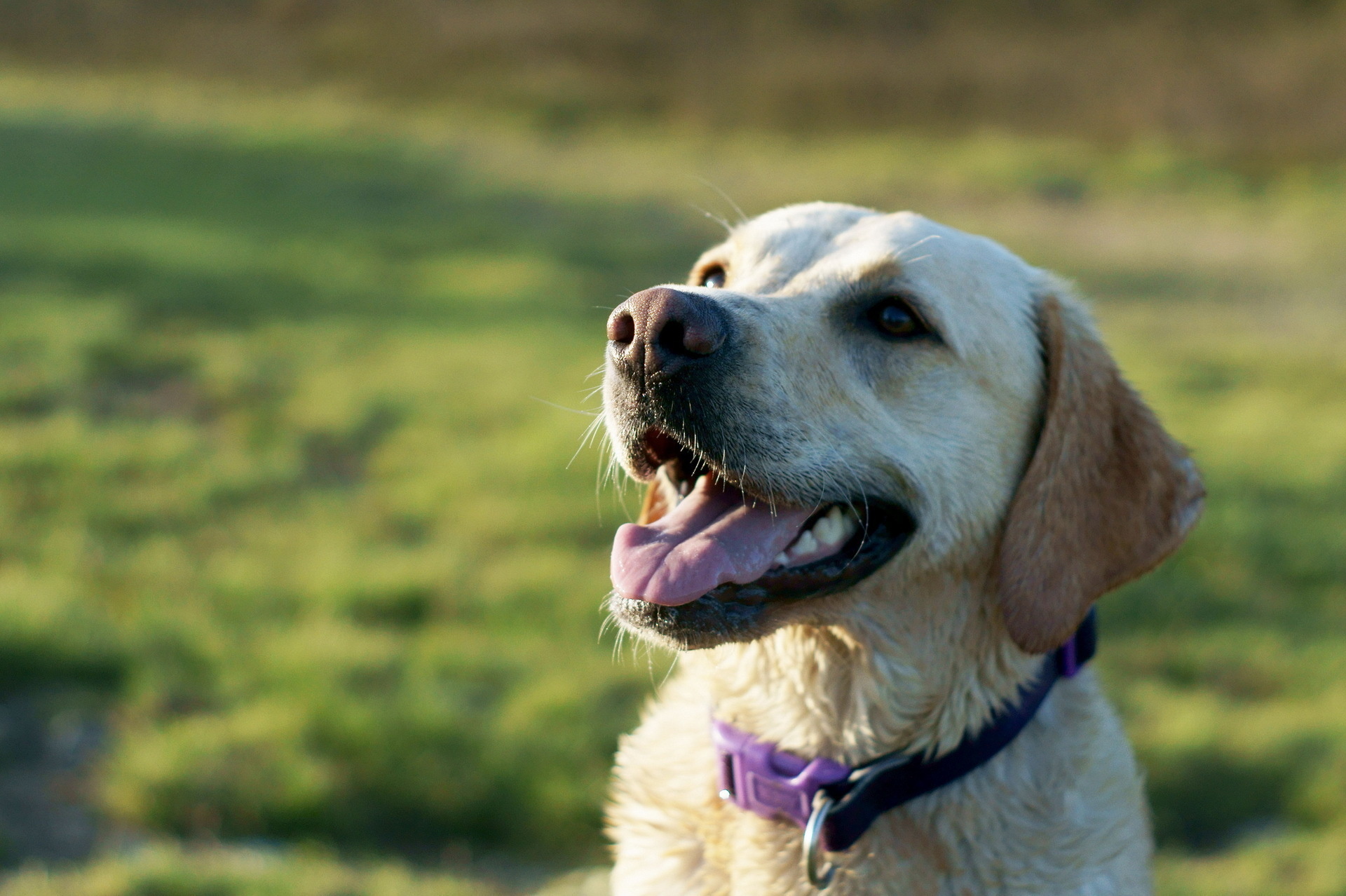 PCデスクトップに動物, 犬画像を無料でダウンロード