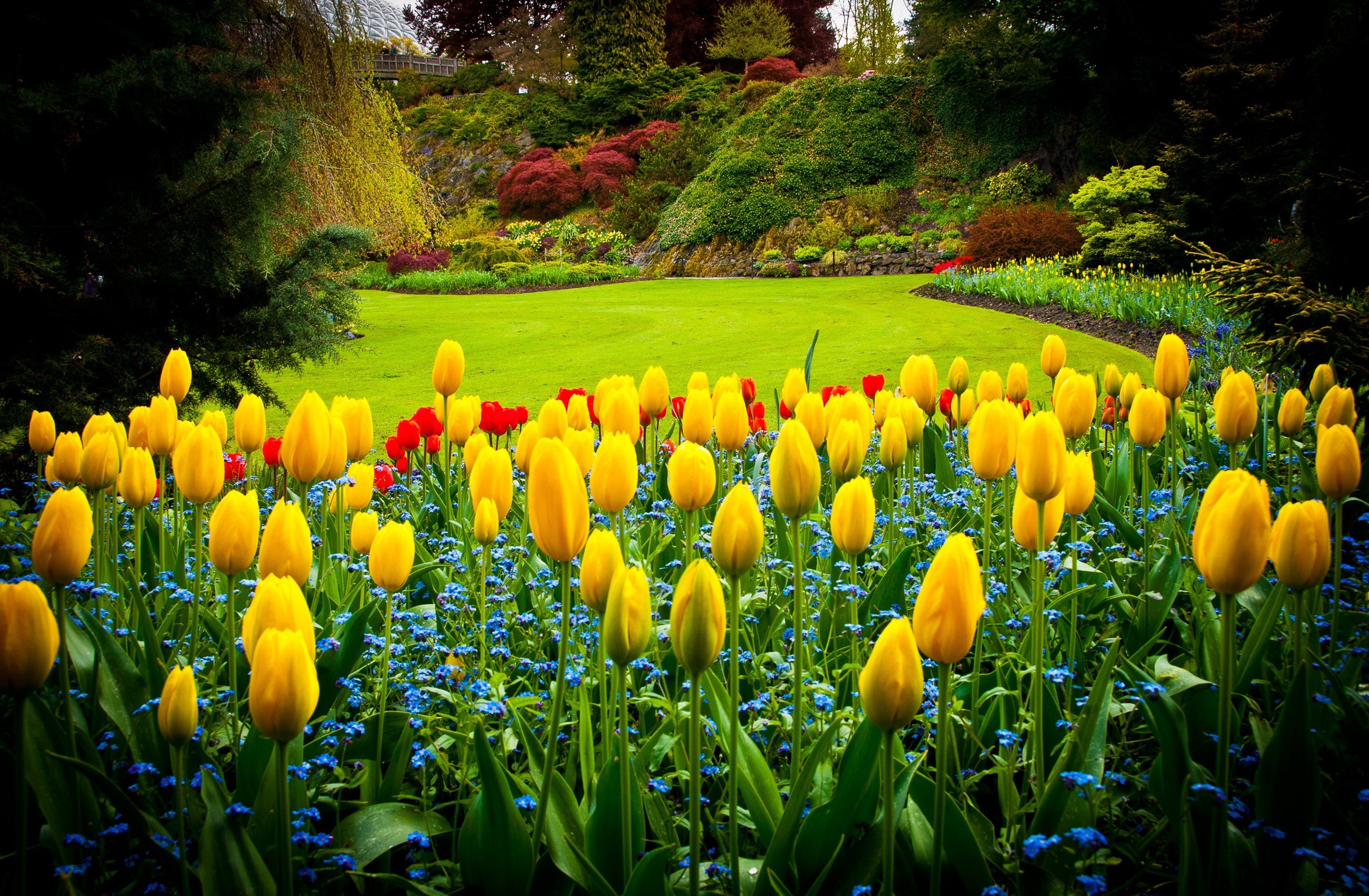 Descarga gratuita de fondo de pantalla para móvil de Flor, Jardín, Tulipán, Hecho Por El Hombre.