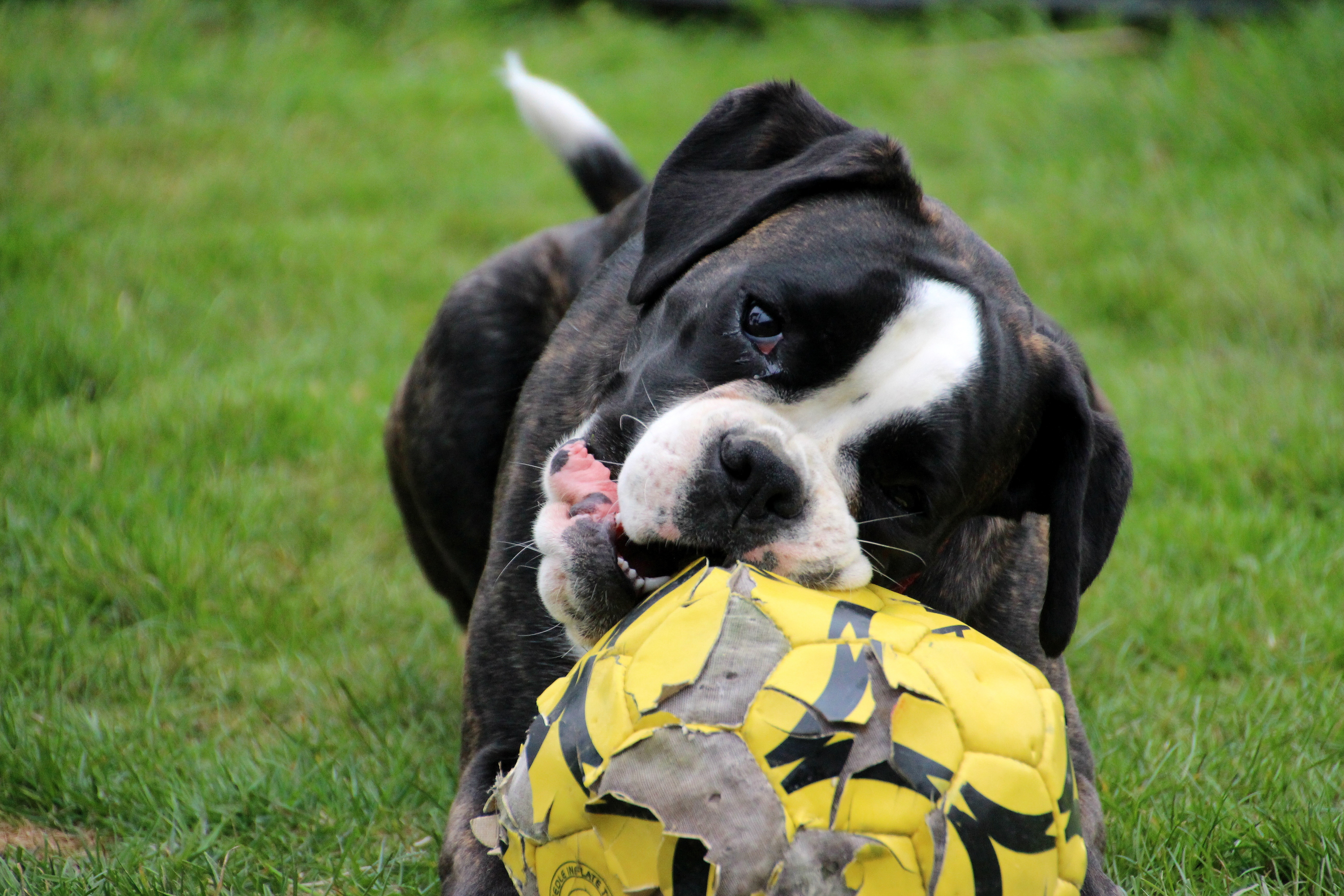 Free download wallpaper Muzzle, Animals, Ball, Playful, Dog on your PC desktop