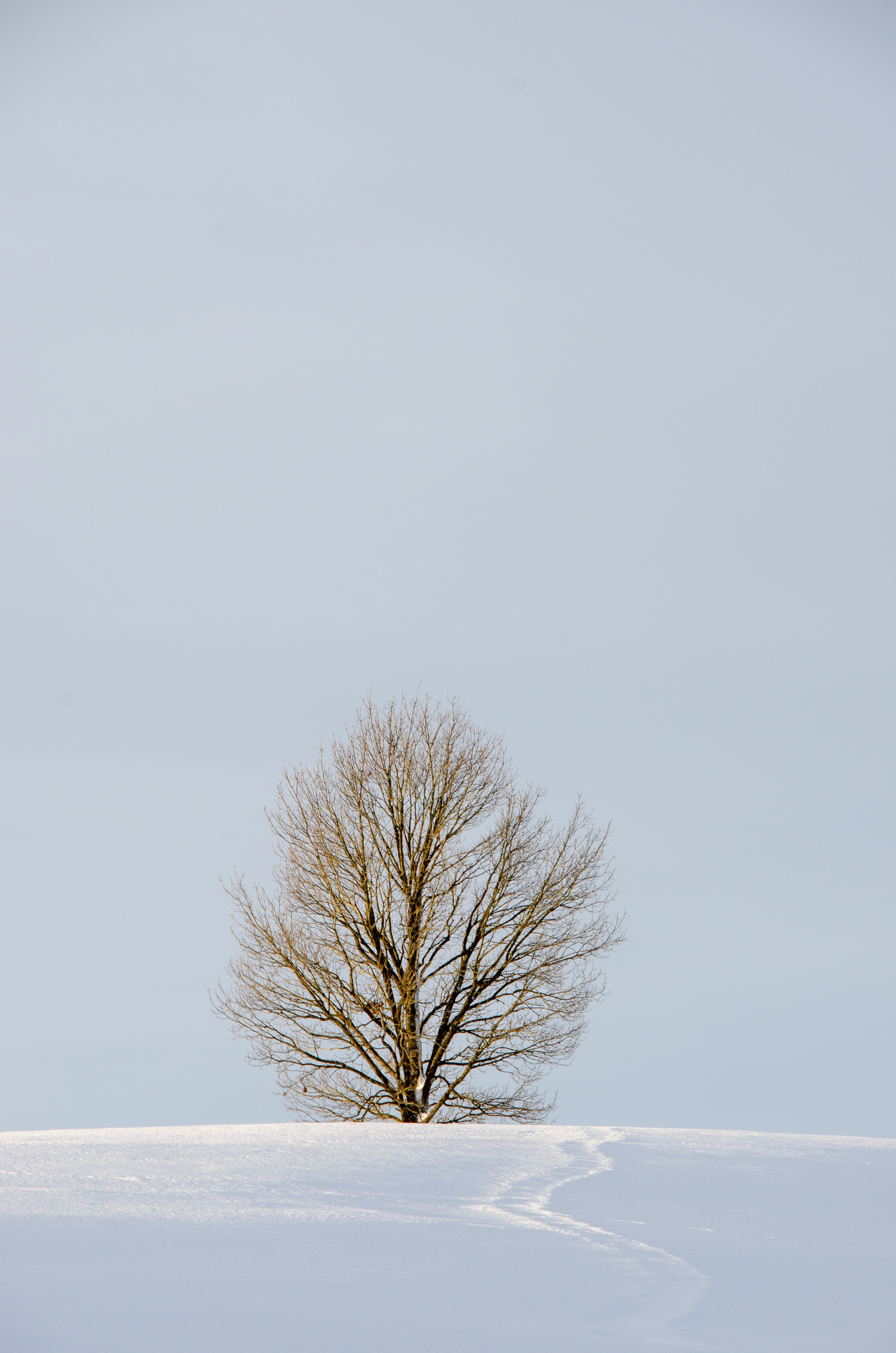 Laden Sie das Natur, Holz, Baum, Schnee, Feld, Winter, Minimalismus-Bild kostenlos auf Ihren PC-Desktop herunter