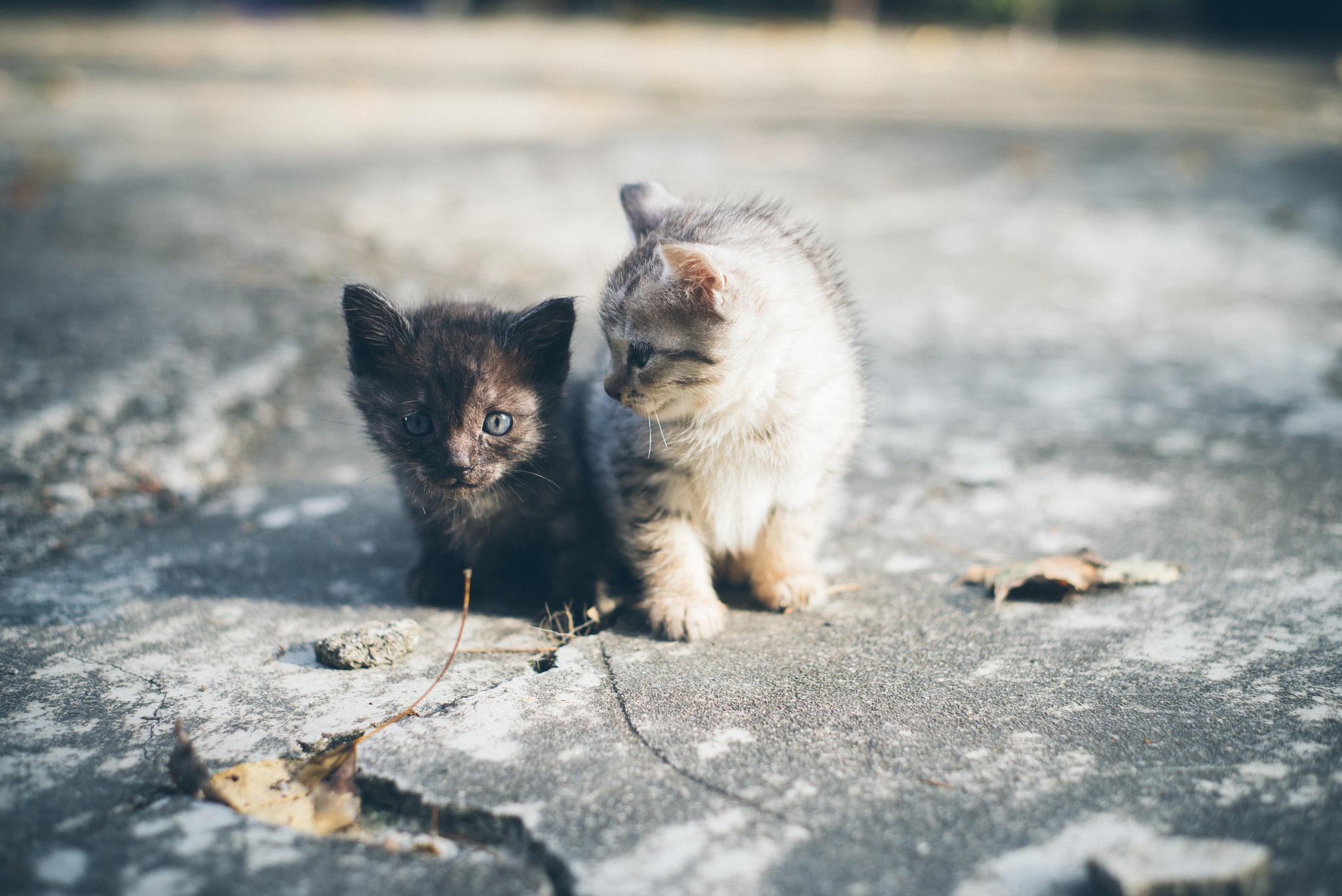 無料モバイル壁紙動物, ネコ, 猫, 子猫, 赤ちゃん動物をダウンロードします。