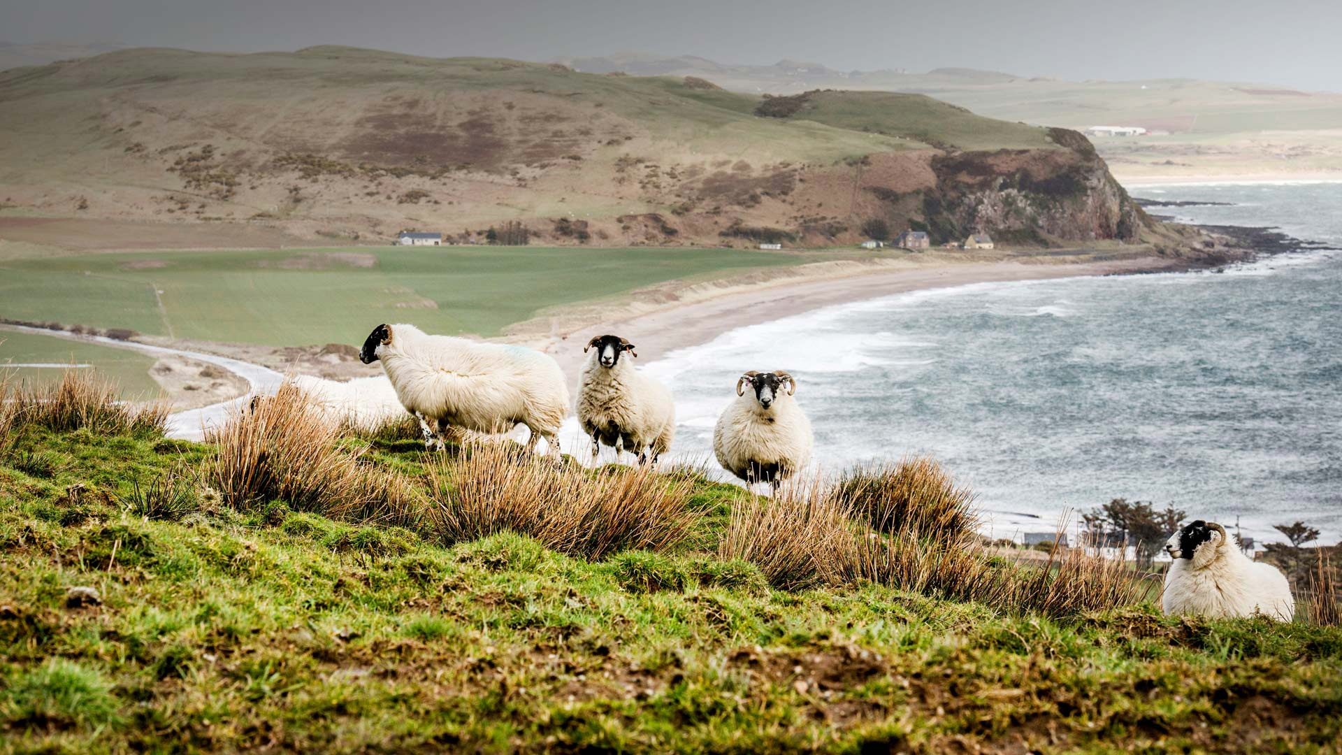 無料モバイル壁紙動物, 風景, ビーチ, 羊, 海岸線をダウンロードします。