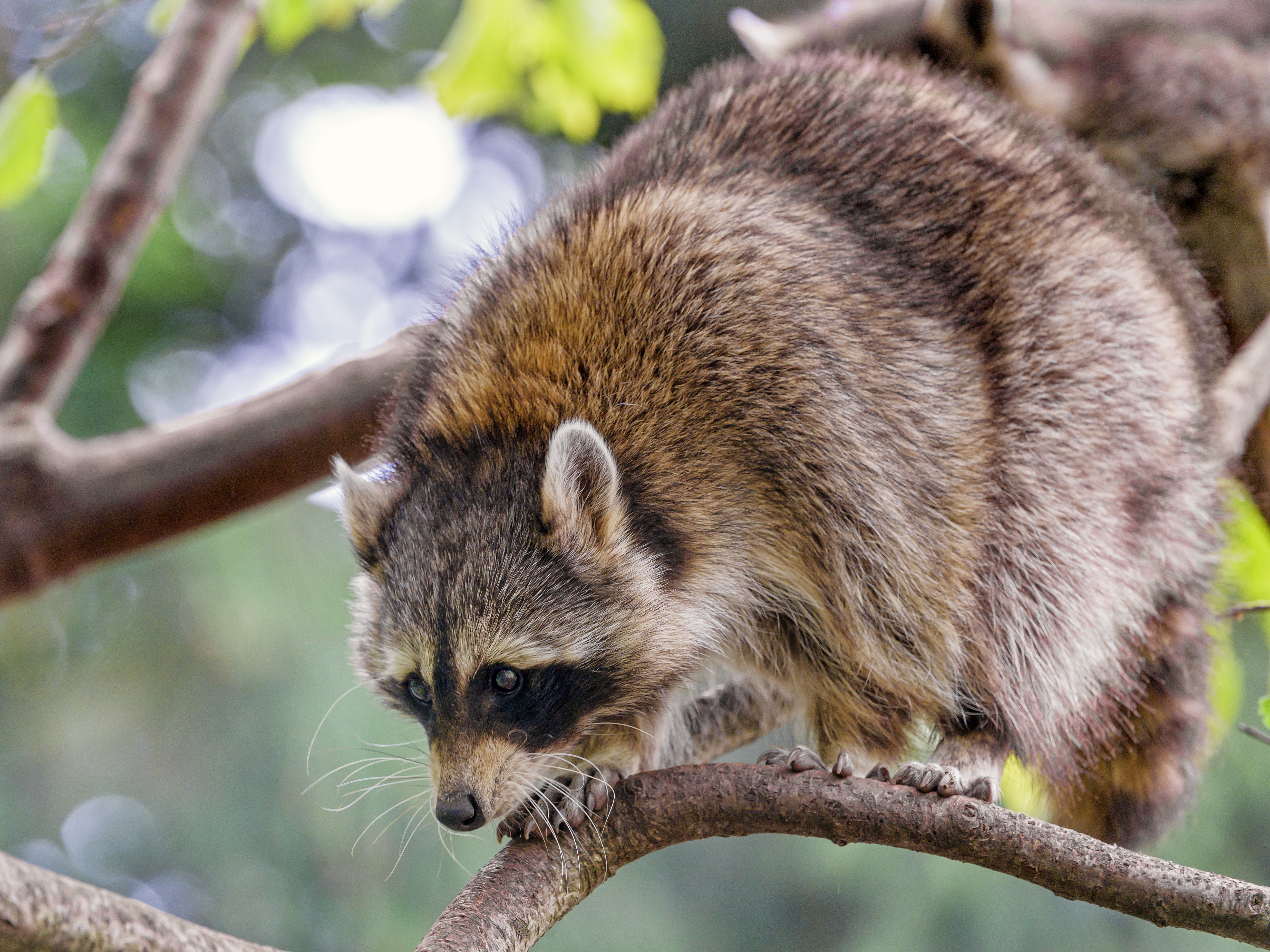 Download mobile wallpaper Branch, Animal, Animals, Raccoon, Funny for free.