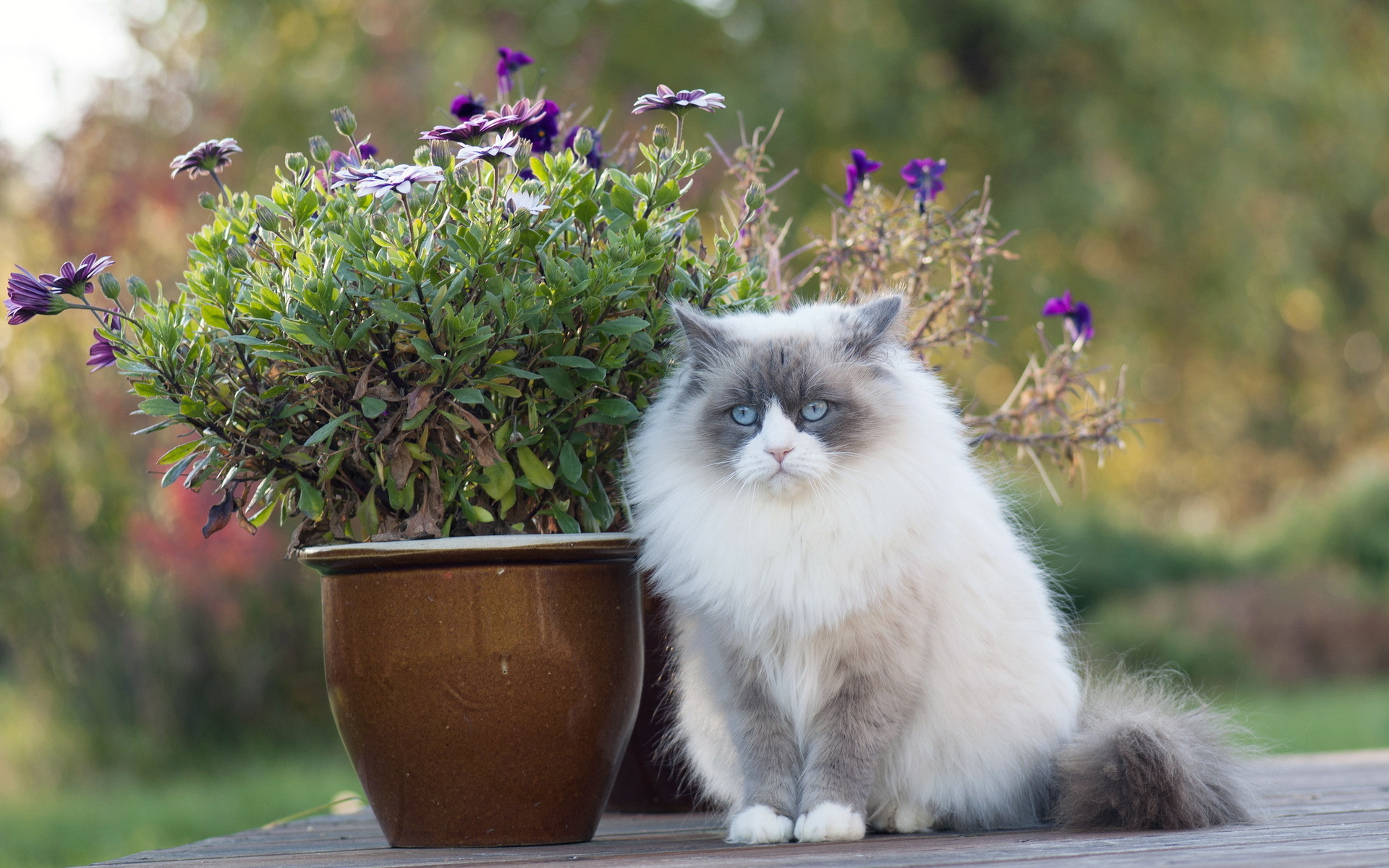 Descarga gratuita de fondo de pantalla para móvil de Animales, Gatos, Gato.