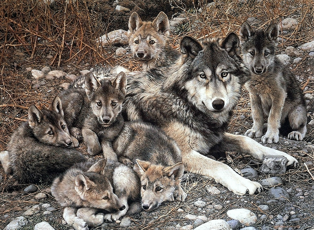 無料モバイル壁紙動物, 狼をダウンロードします。