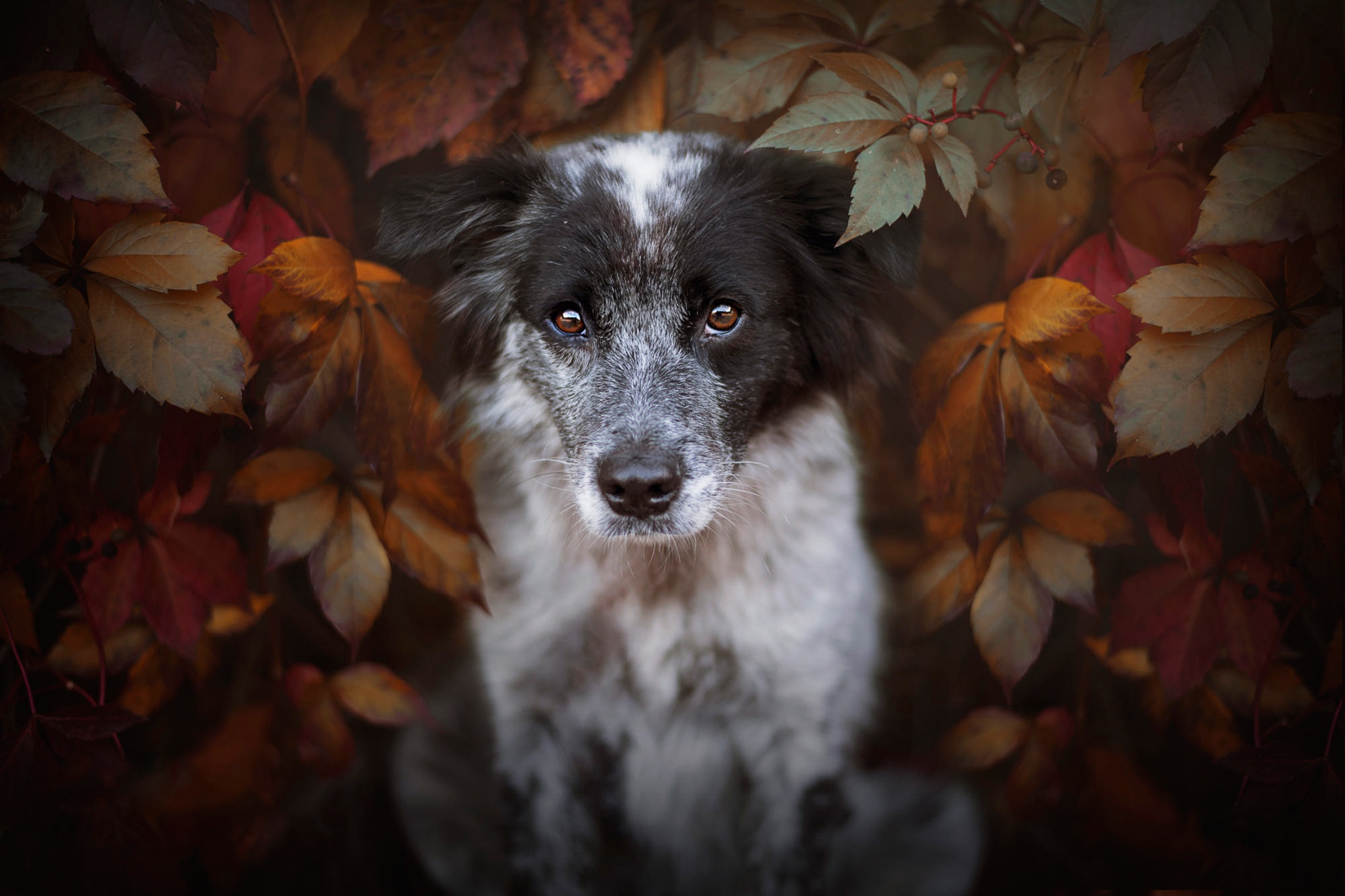 Baixe gratuitamente a imagem Animais, Cães, Cão, Border Collie na área de trabalho do seu PC