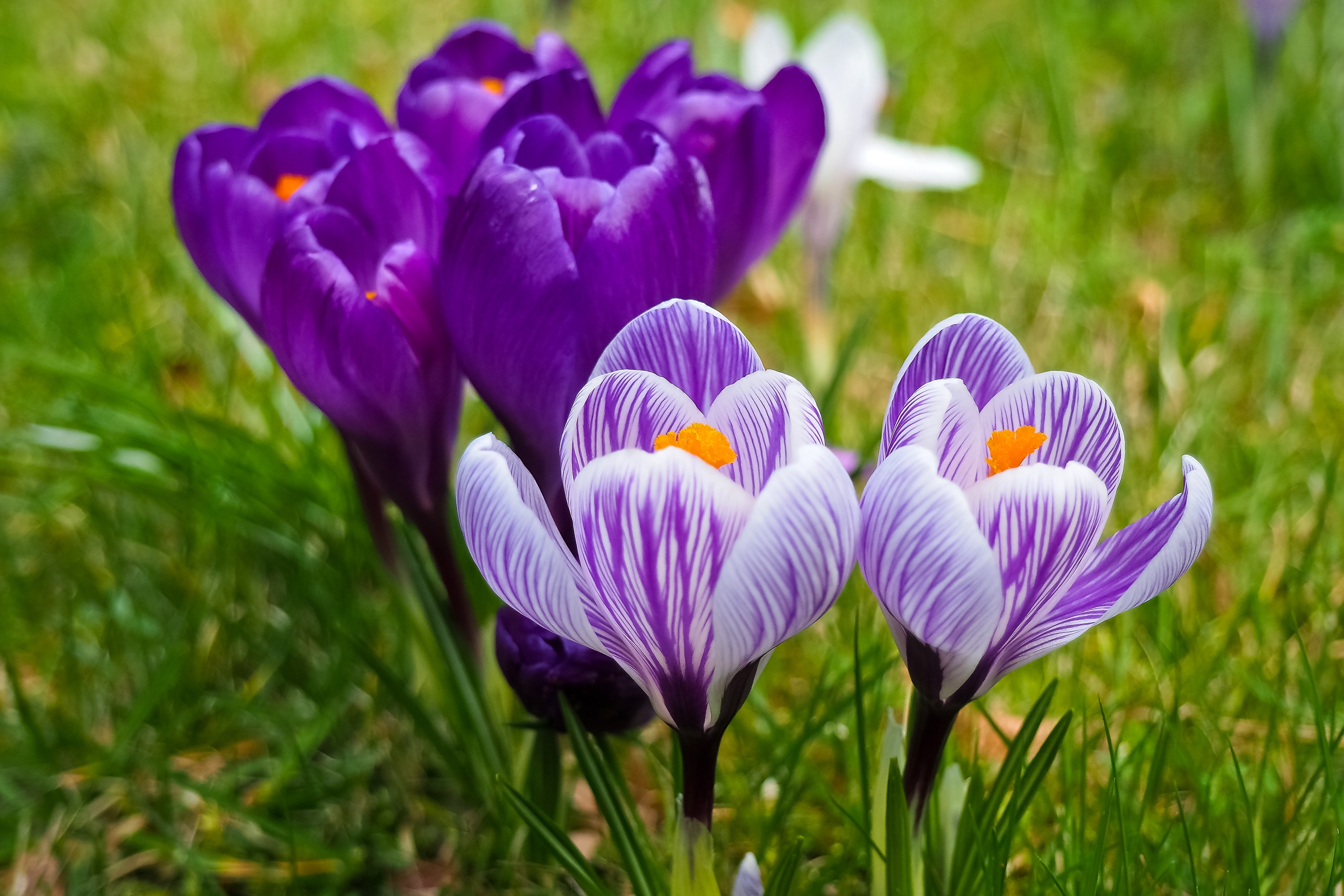 Download mobile wallpaper Flowers, Flower, Earth, Crocus, Purple Flower for free.