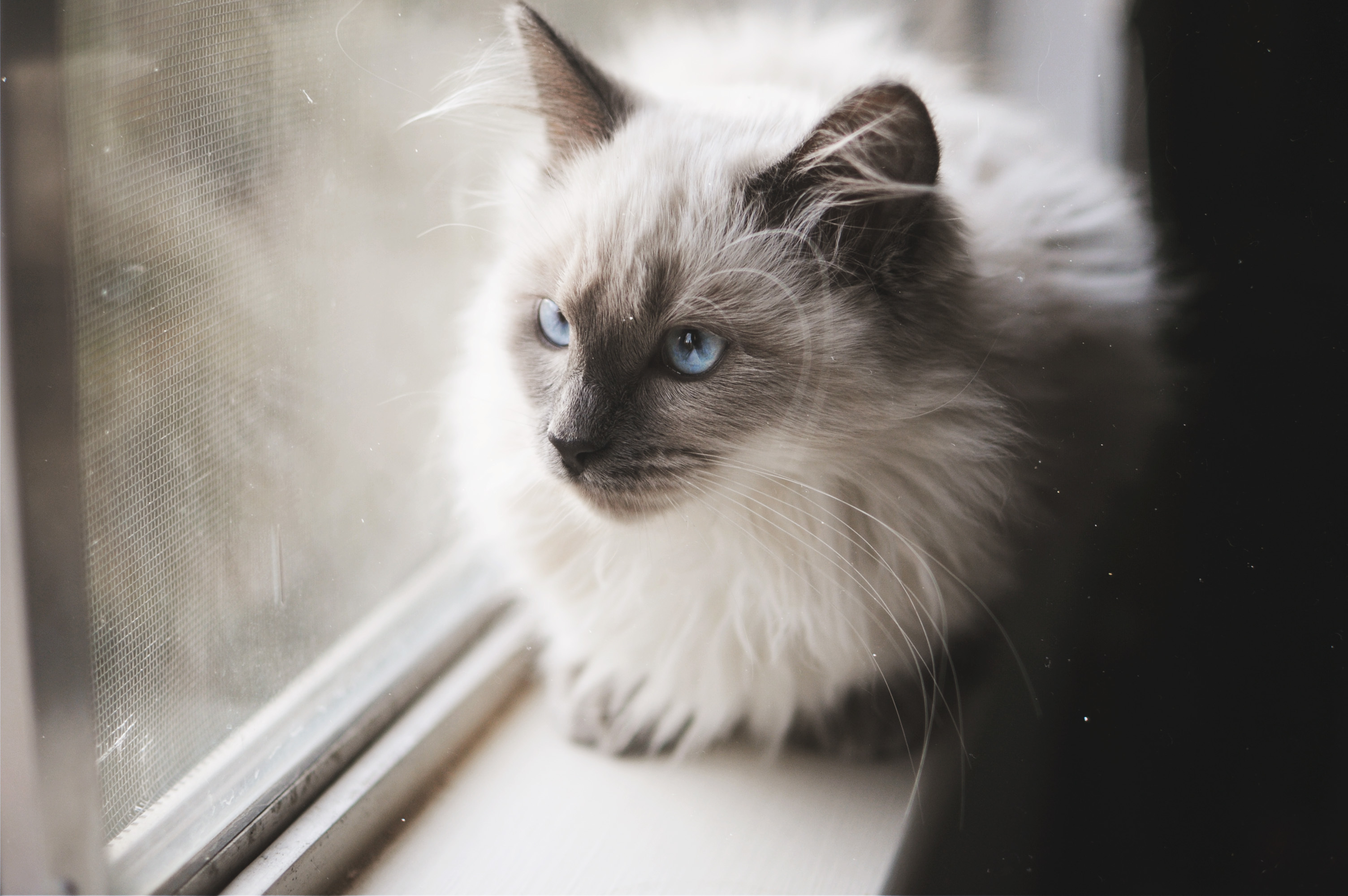 Download mobile wallpaper Cats, Cat, Animal, Blue Eyes for free.