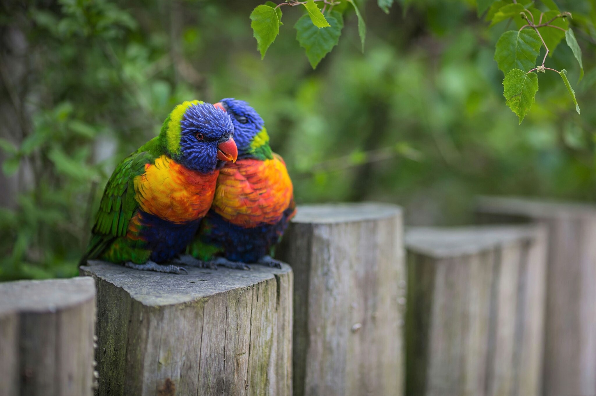 Download mobile wallpaper Birds, Bird, Animal, Colorful, Lorikeet, Rainbow Lorikeet for free.