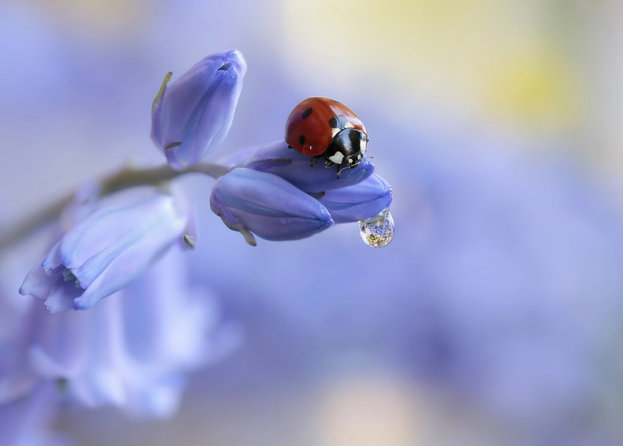 Download mobile wallpaper Flower, Macro, Insect, Animal, Ladybug for free.
