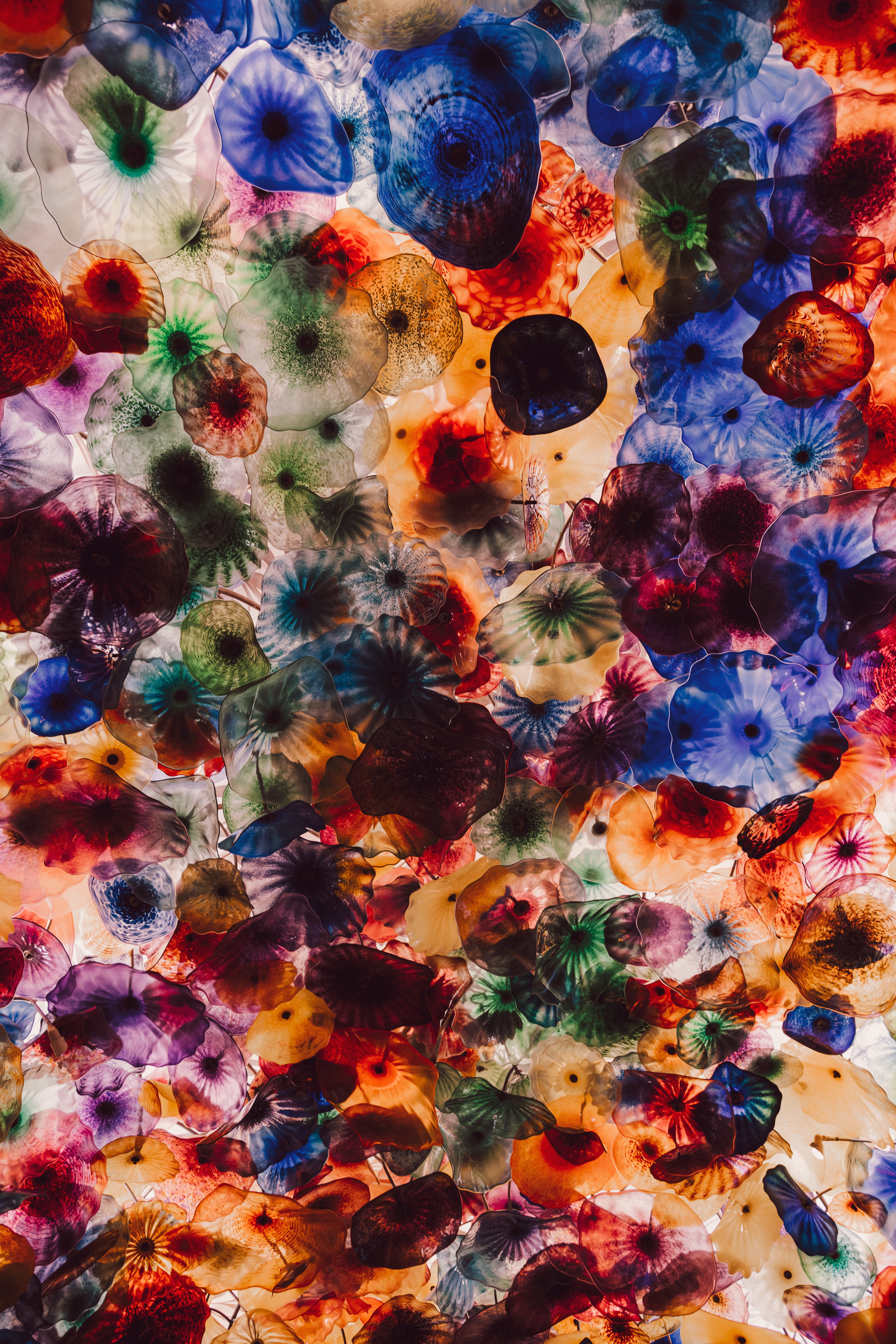 66340 скачать картинку медузы, животные, разноцветный, существа - обои и заставки бесплатно