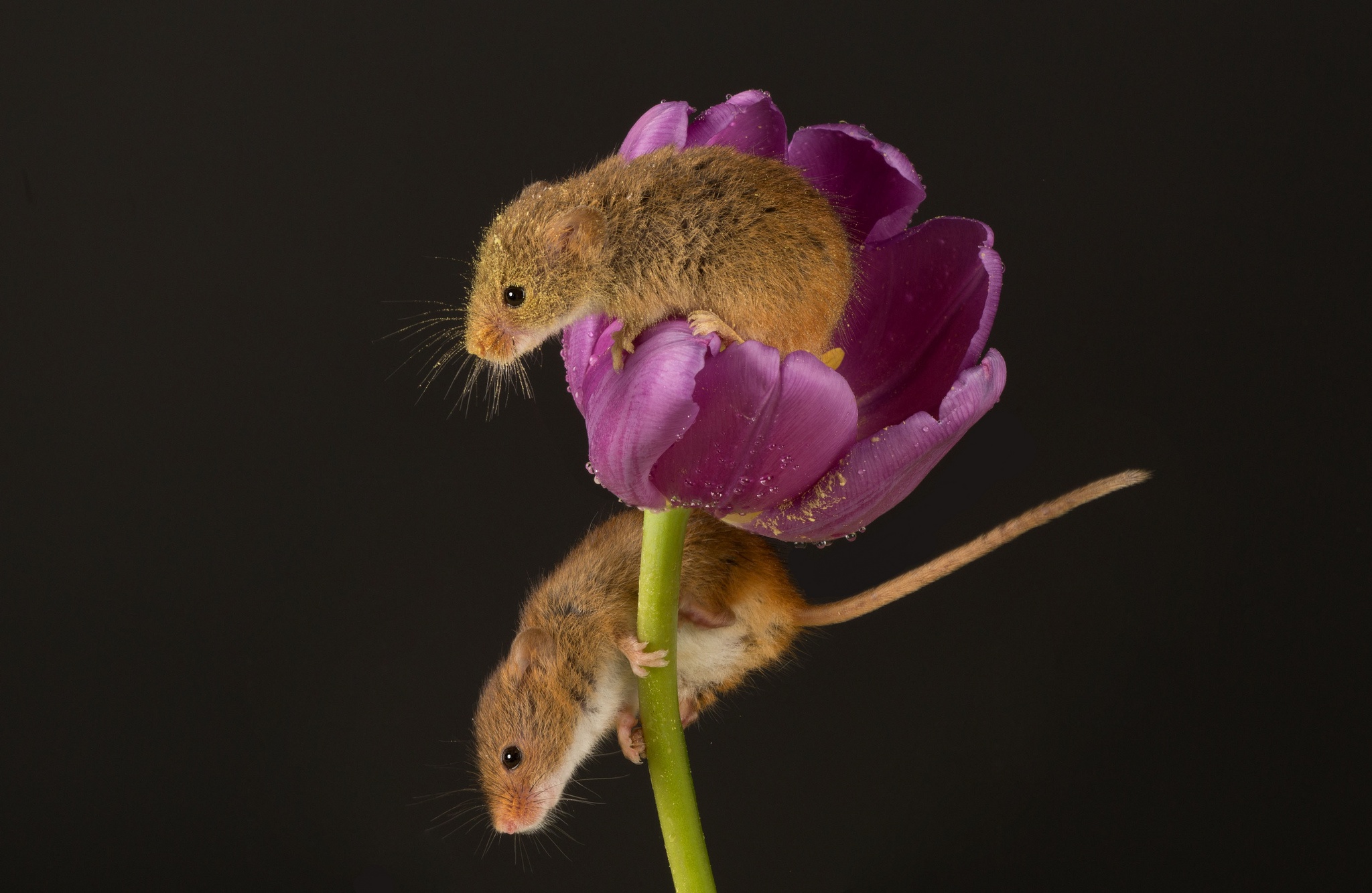 Download mobile wallpaper Animal, Mouse, Tulip, Rodent for free.