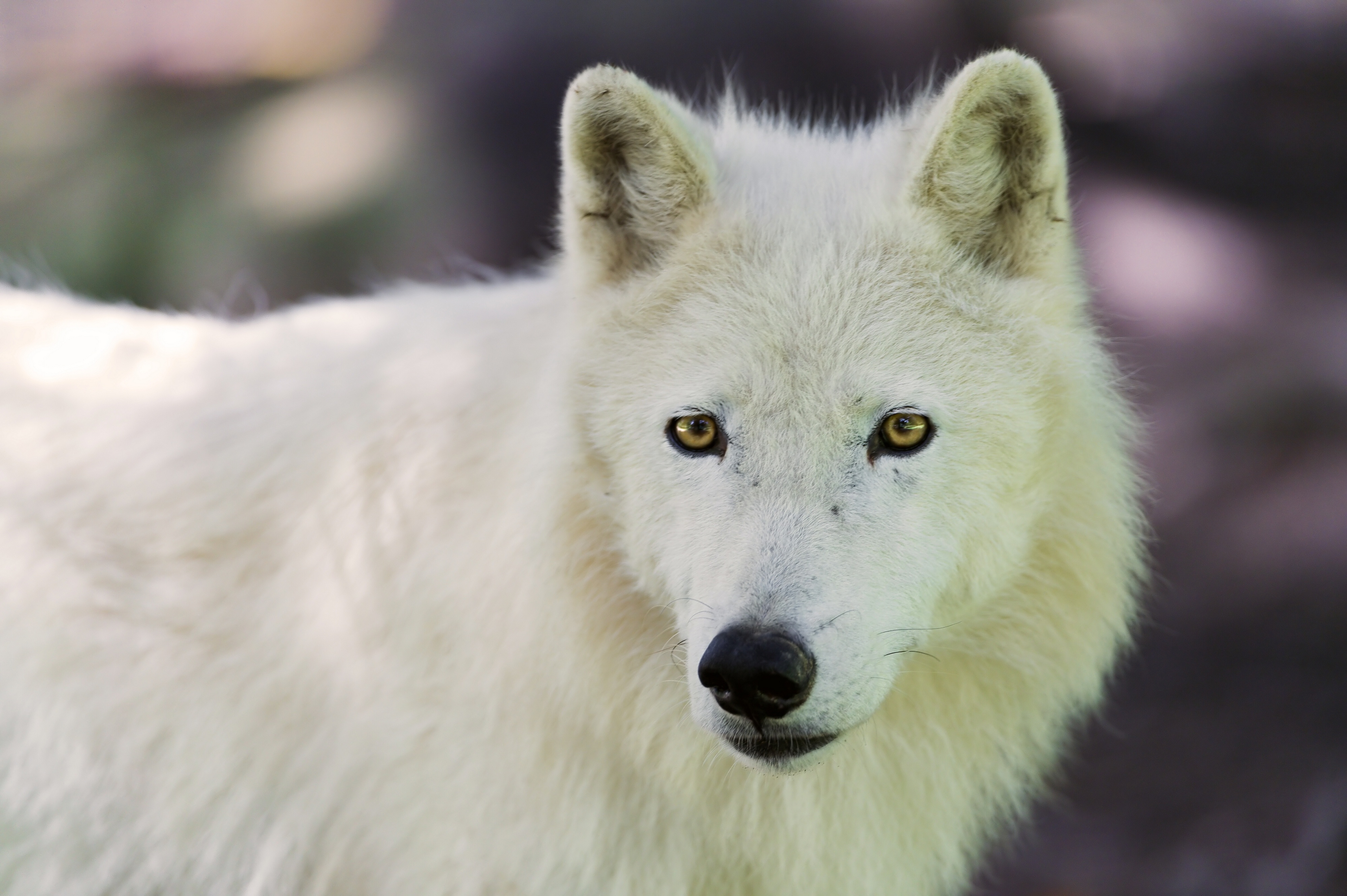Download mobile wallpaper Polar Wolf, Muzzle, Animals, Dog for free.