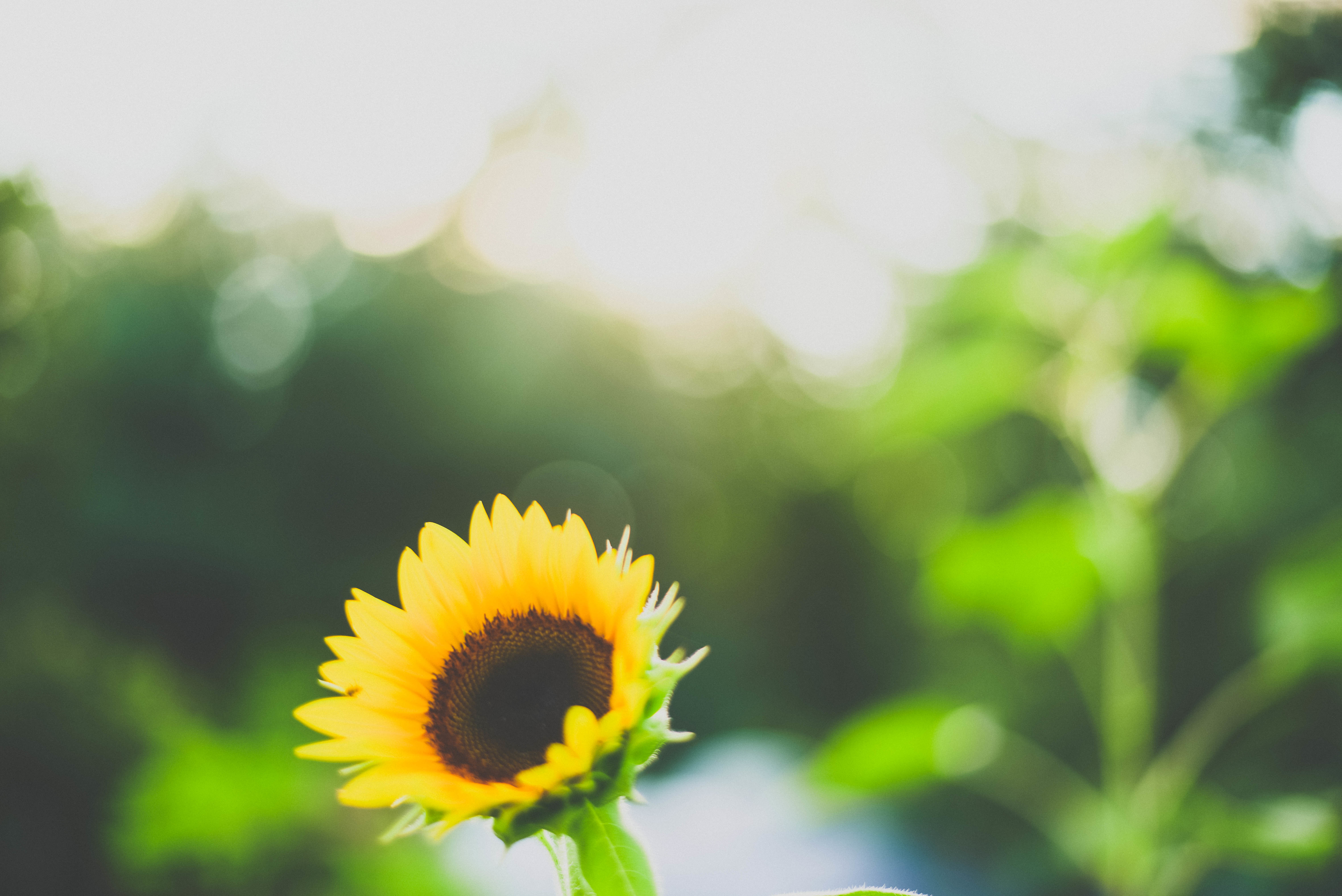 Téléchargez des papiers peints mobile Fleurs, Tournesol, Terre/nature gratuitement.