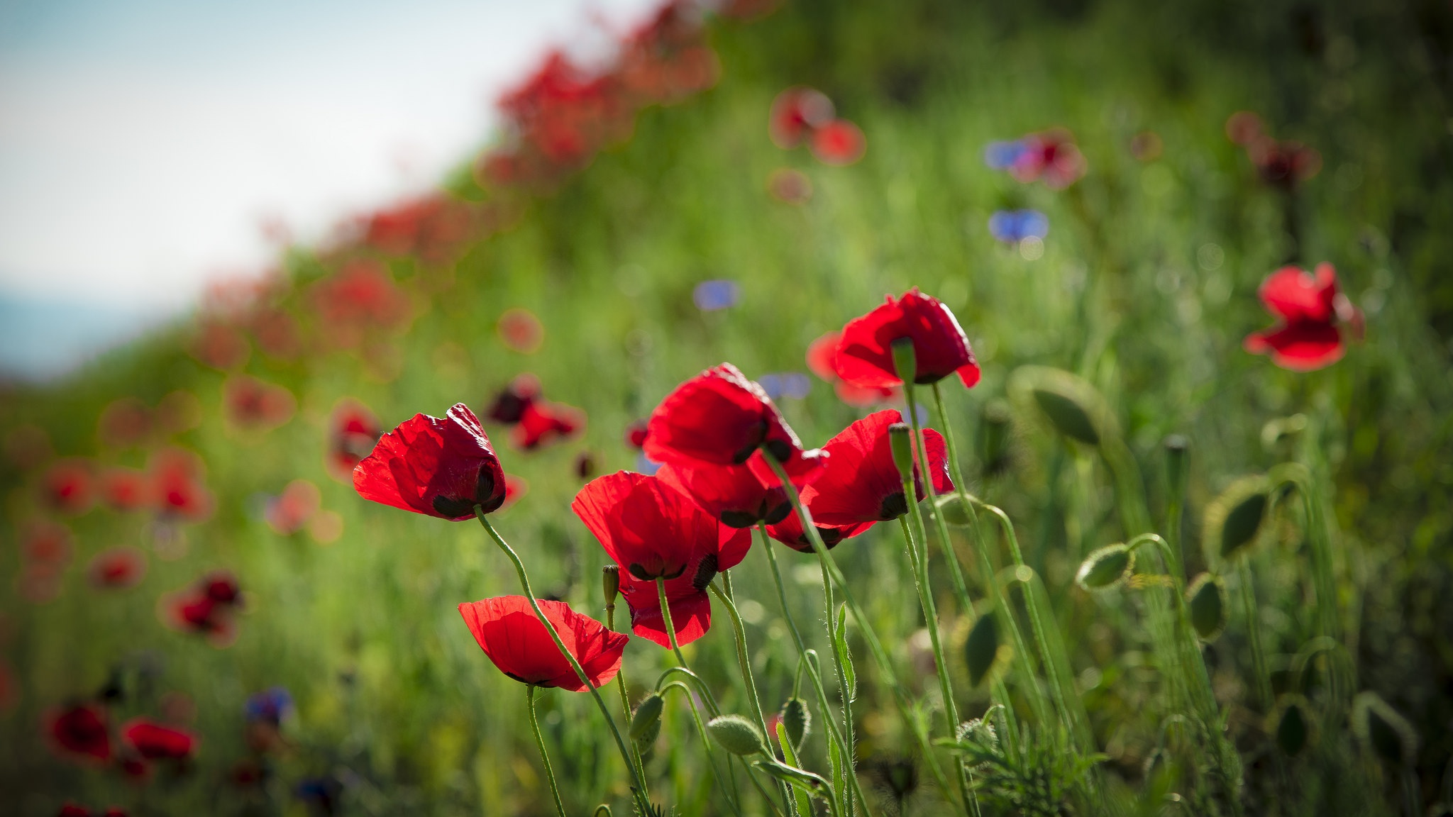 Handy-Wallpaper Natur, Blumen, Mohn, Sommer, Blume, Rote Blume, Erde/natur, Tiefenschärfe kostenlos herunterladen.