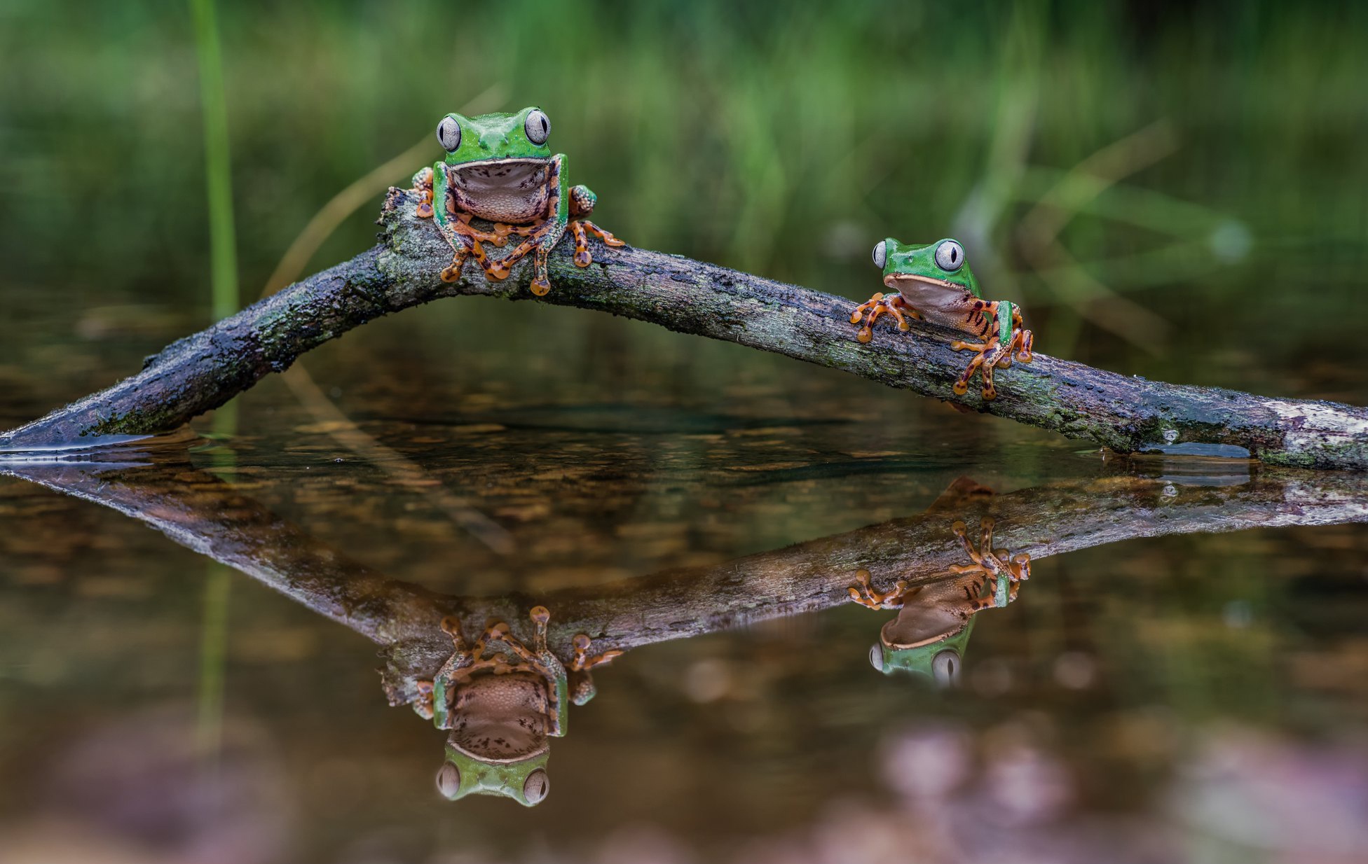 Download mobile wallpaper Frogs, Reflection, Animal, Frog, Amphibian for free.