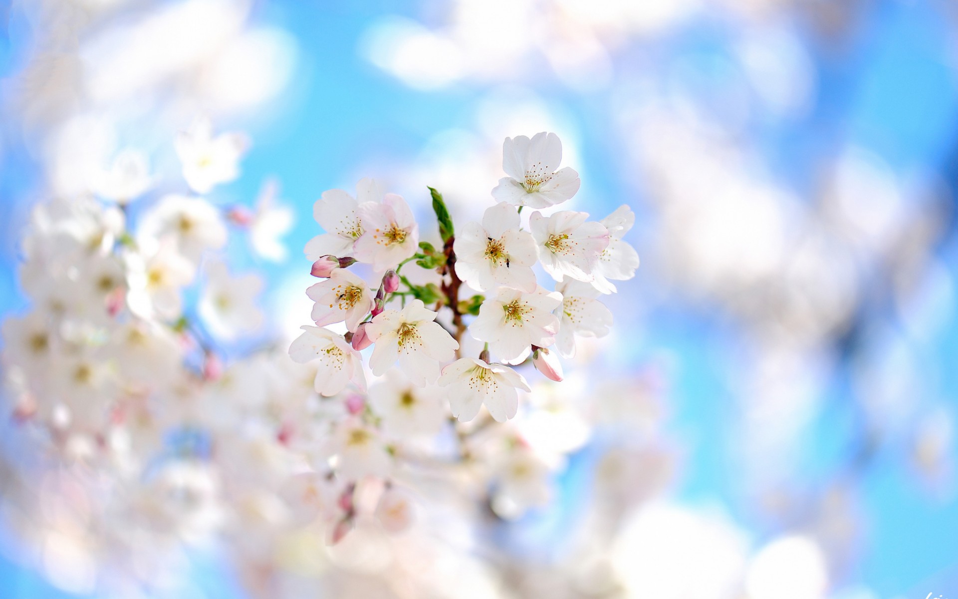 Download mobile wallpaper Blossom, Flowers, Earth for free.