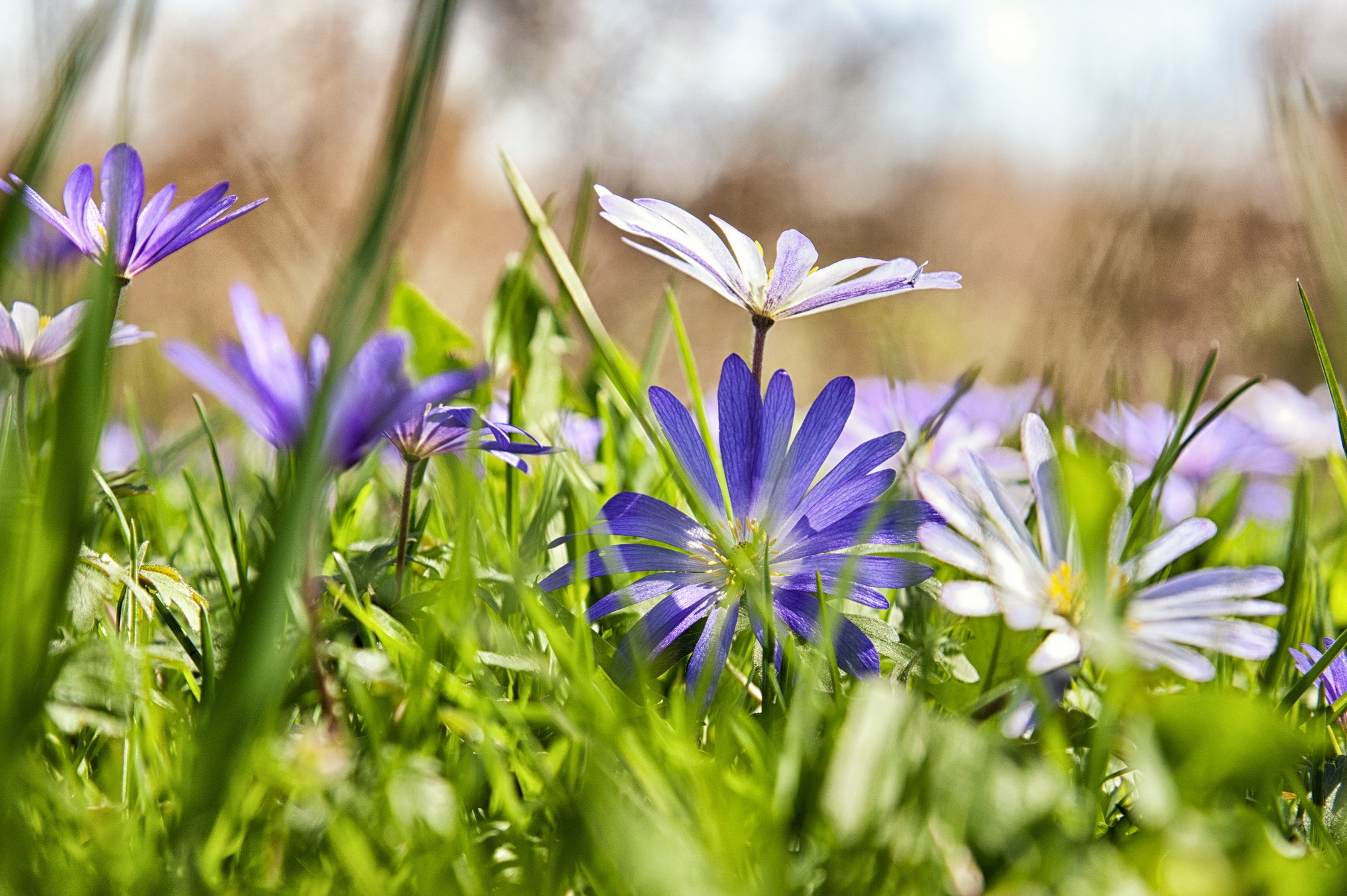 Handy-Wallpaper Blumen, Blume, Erde/natur kostenlos herunterladen.