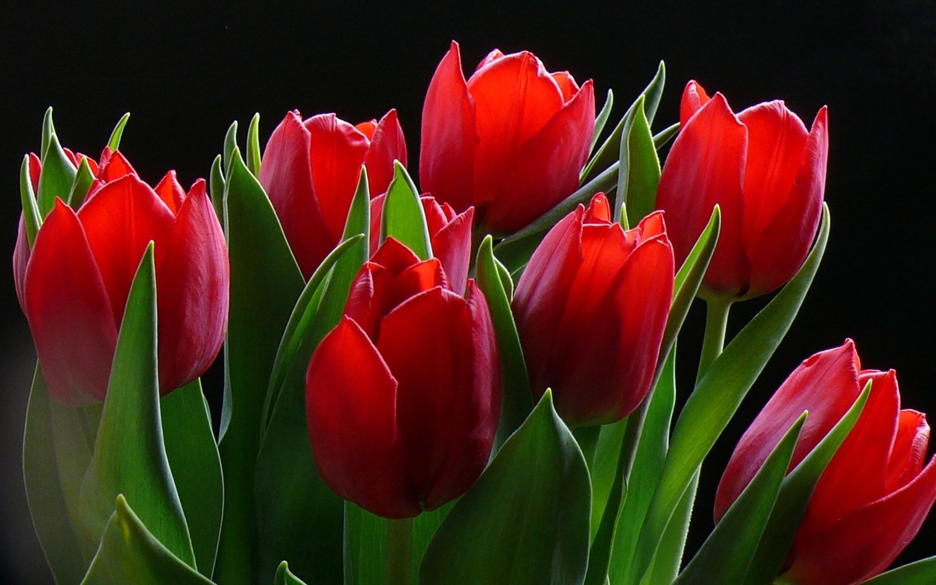 Download mobile wallpaper Red Flower, Tulip, Close Up, Flowers, Flower, Earth for free.