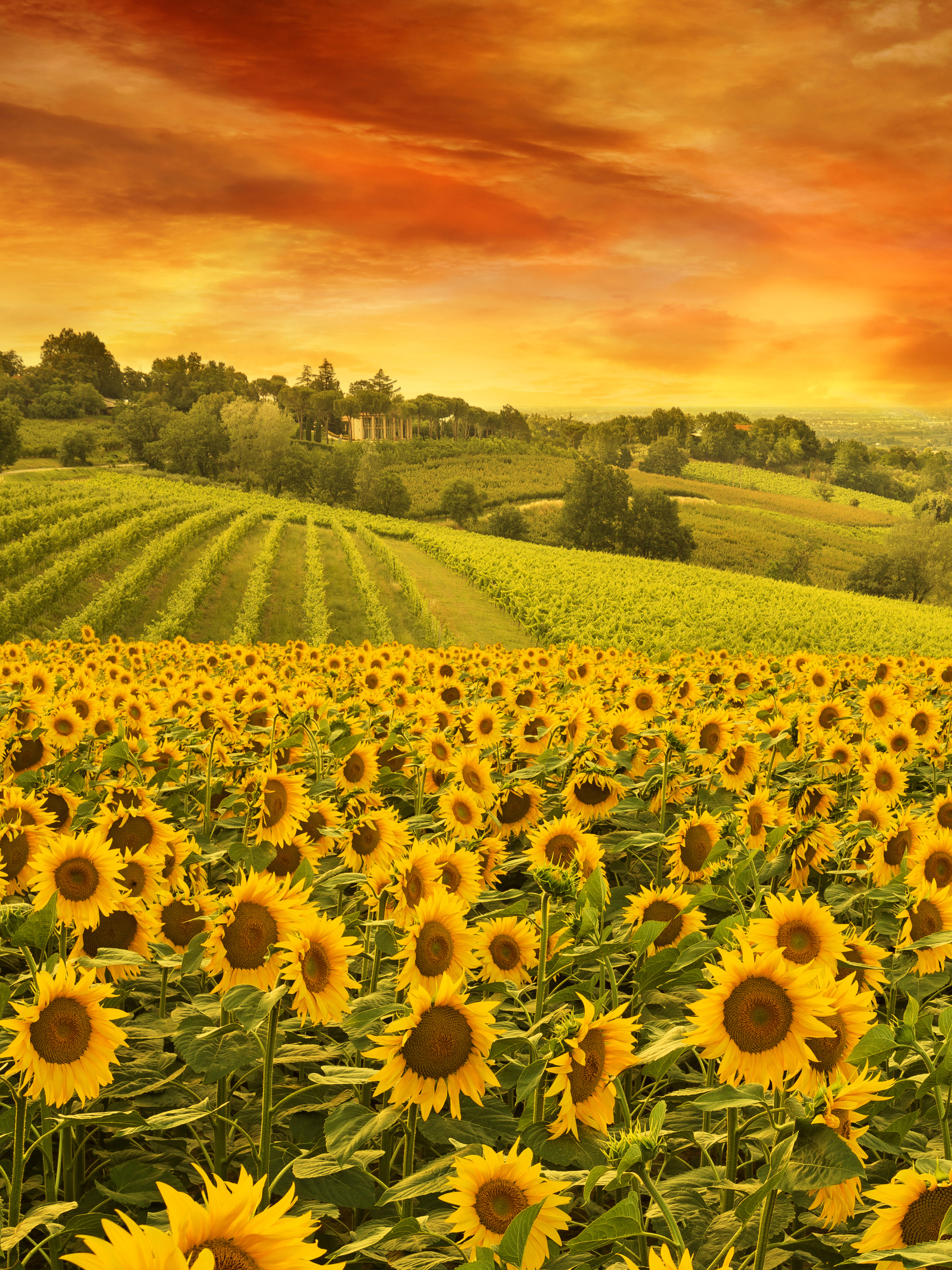 Laden Sie das Blumen, Sommer, Horizont, Feld, Sonnenblume, Gelbe Blume, Sonnenuntergang, Erde/natur, Aufstellen-Bild kostenlos auf Ihren PC-Desktop herunter