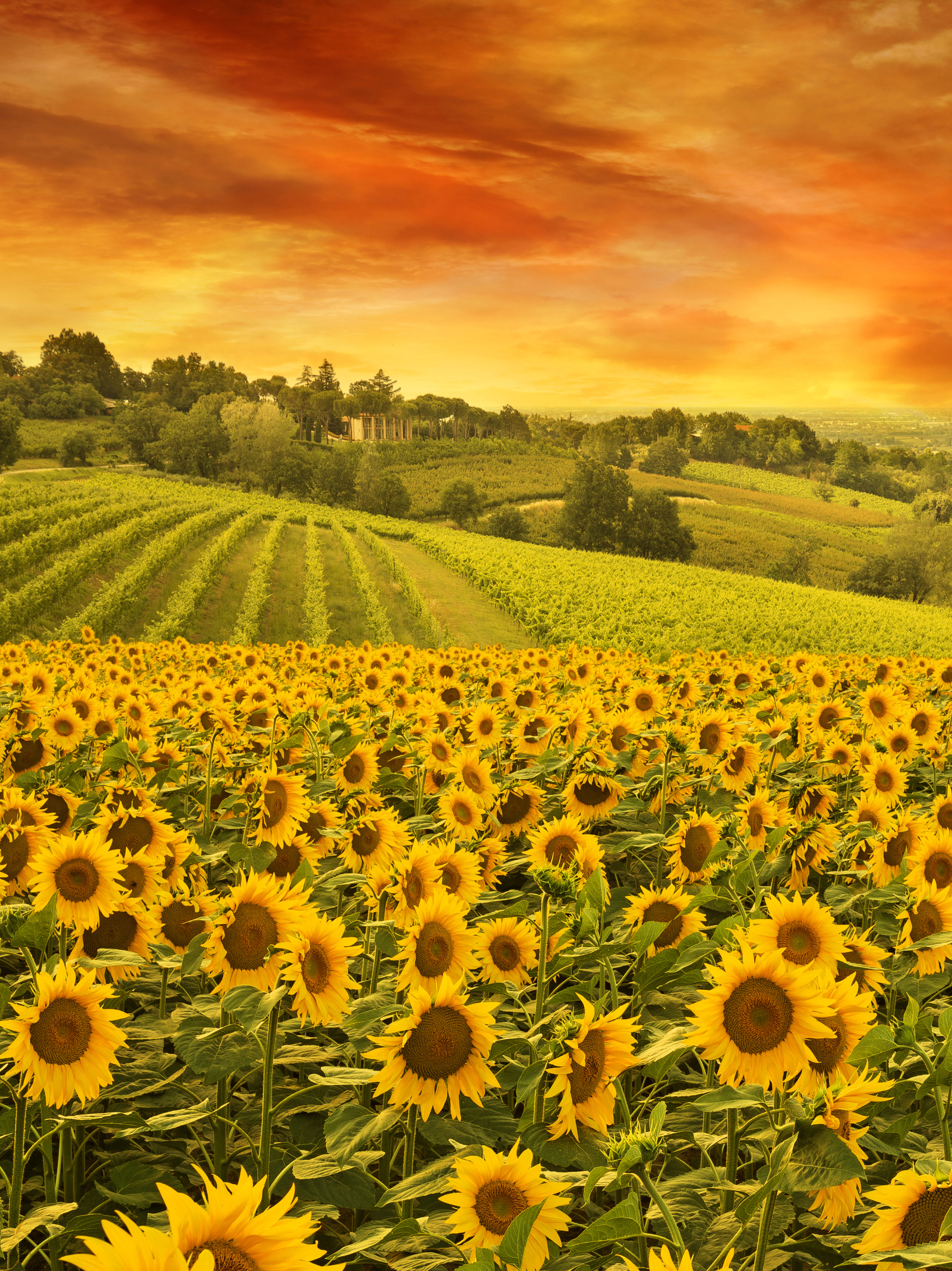 Téléchargez gratuitement l'image Fleurs, Coucher De Soleil, Été, Horizon, Champ, Tournesol, Fleur Jaune, Terre/nature, Le Coucher Du Soleil sur le bureau de votre PC