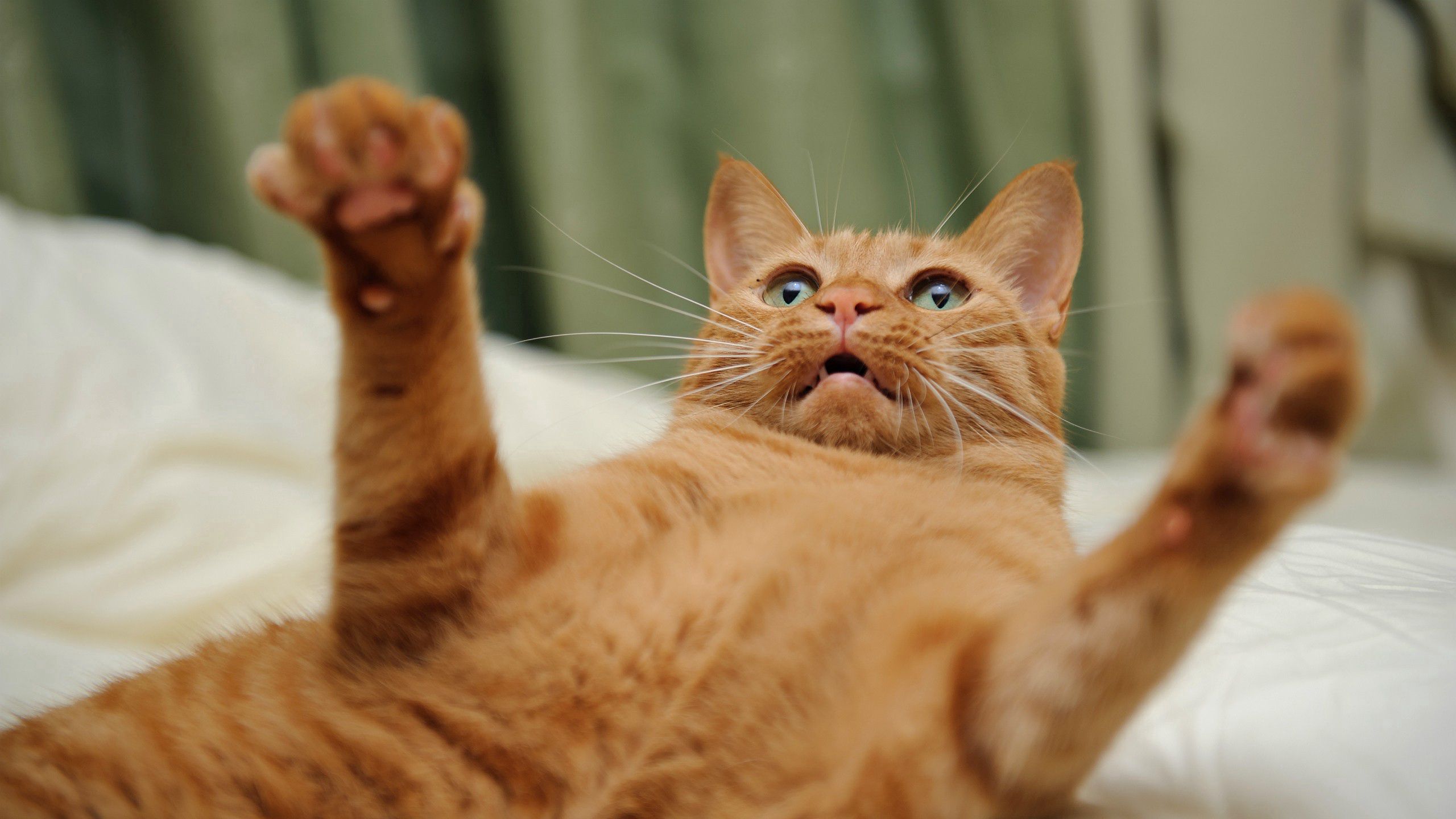 cool, animals, red, cat, redhead, paws images