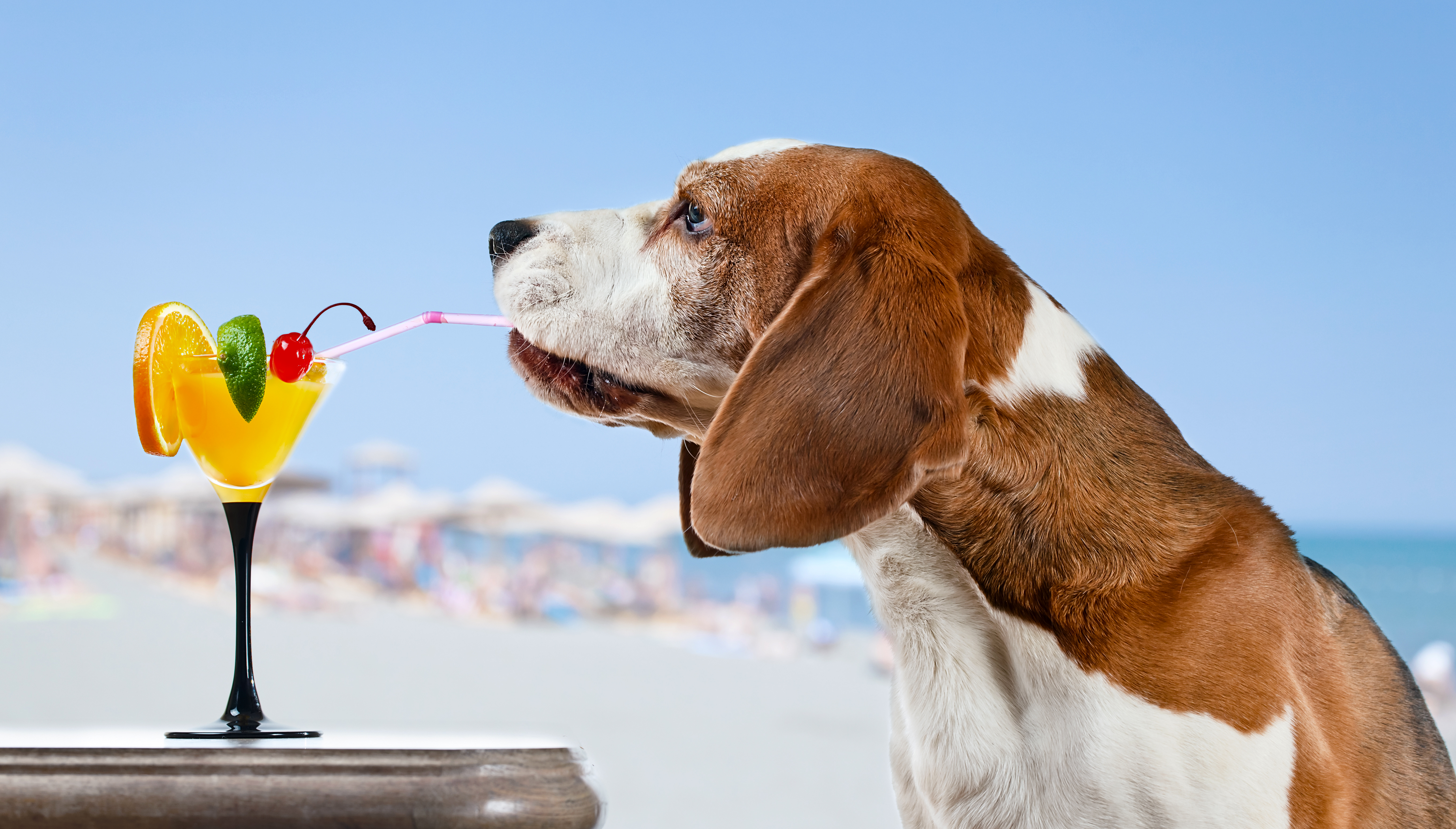 animal, basset hound, cocktail, depth of field, dog, muzzle, dogs Full HD