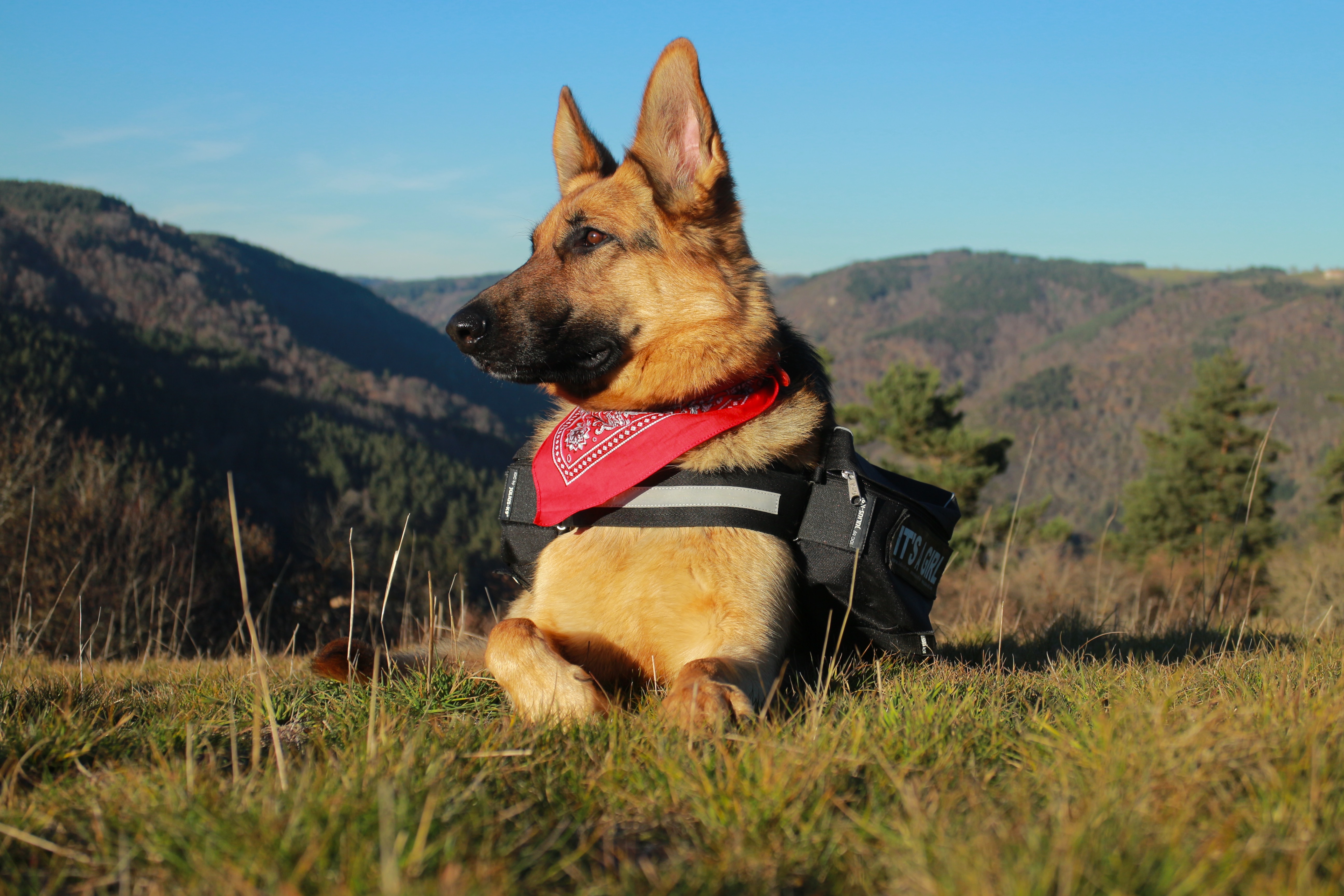 Free download wallpaper Dogs, Dog, Animal, German Shepherd, Countryside on your PC desktop