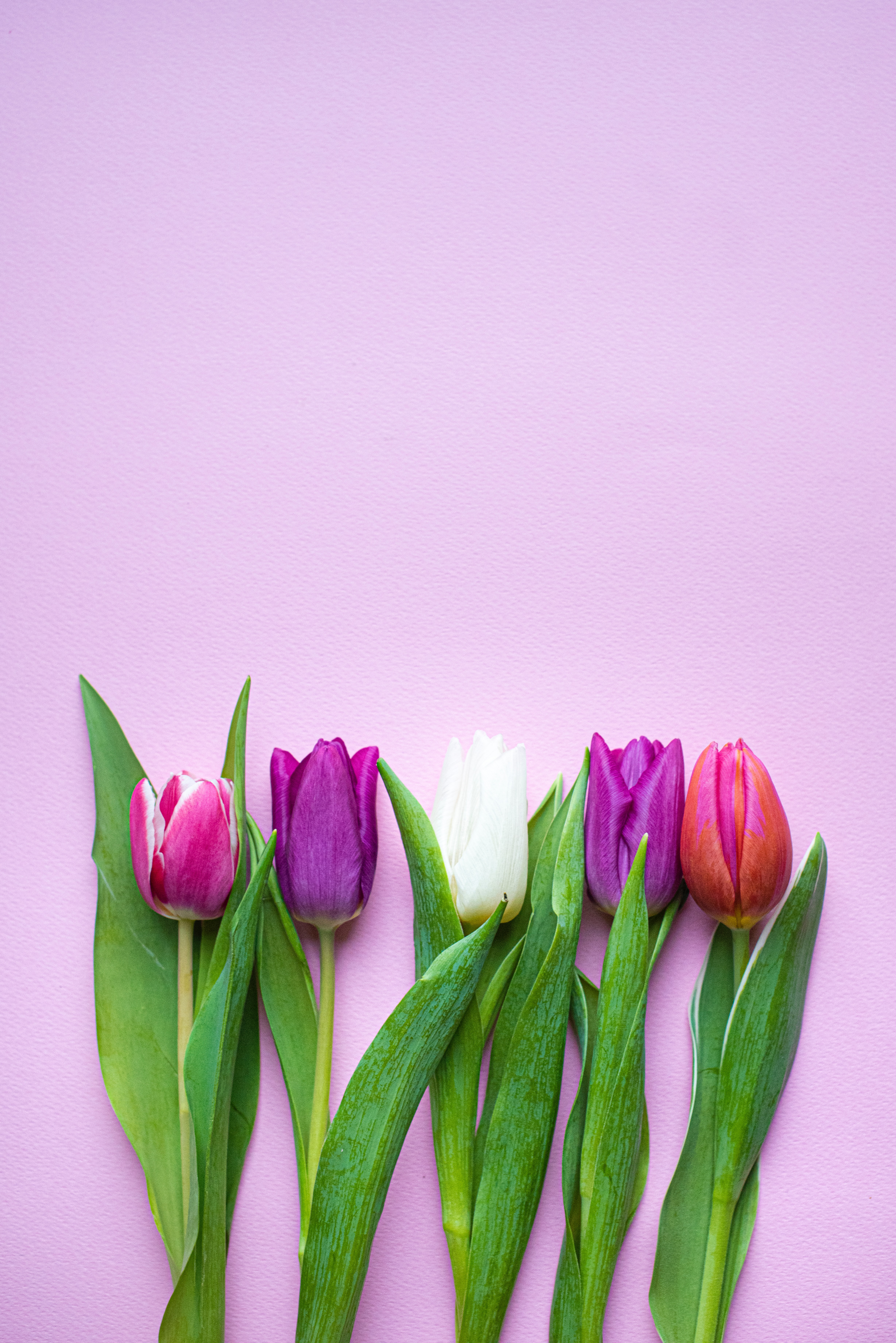 tulips, plants, flowers, bloom, flowering, spring
