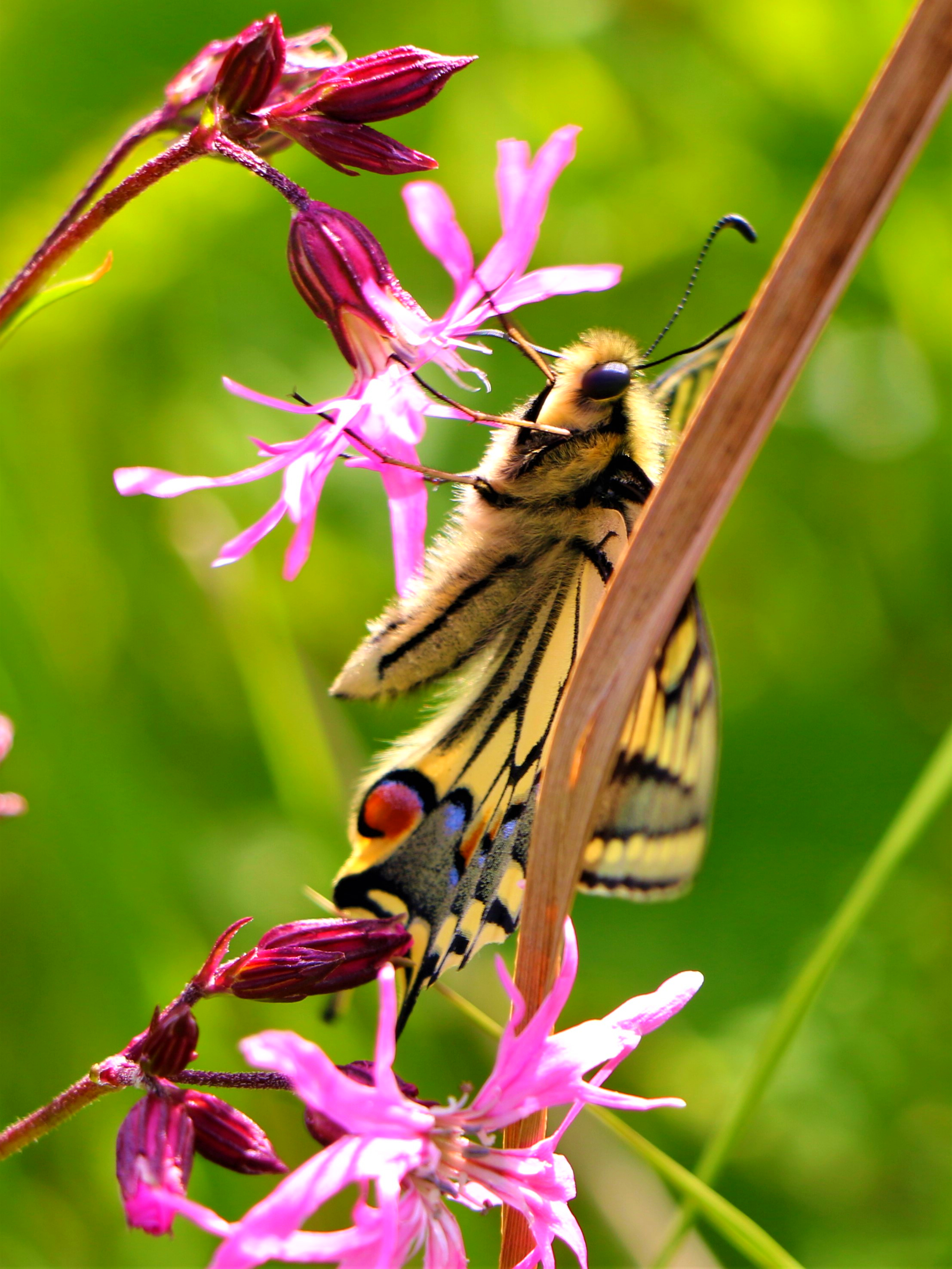 Free download wallpaper Animals, Flowers, Wings, Butterfly, Pattern on your PC desktop