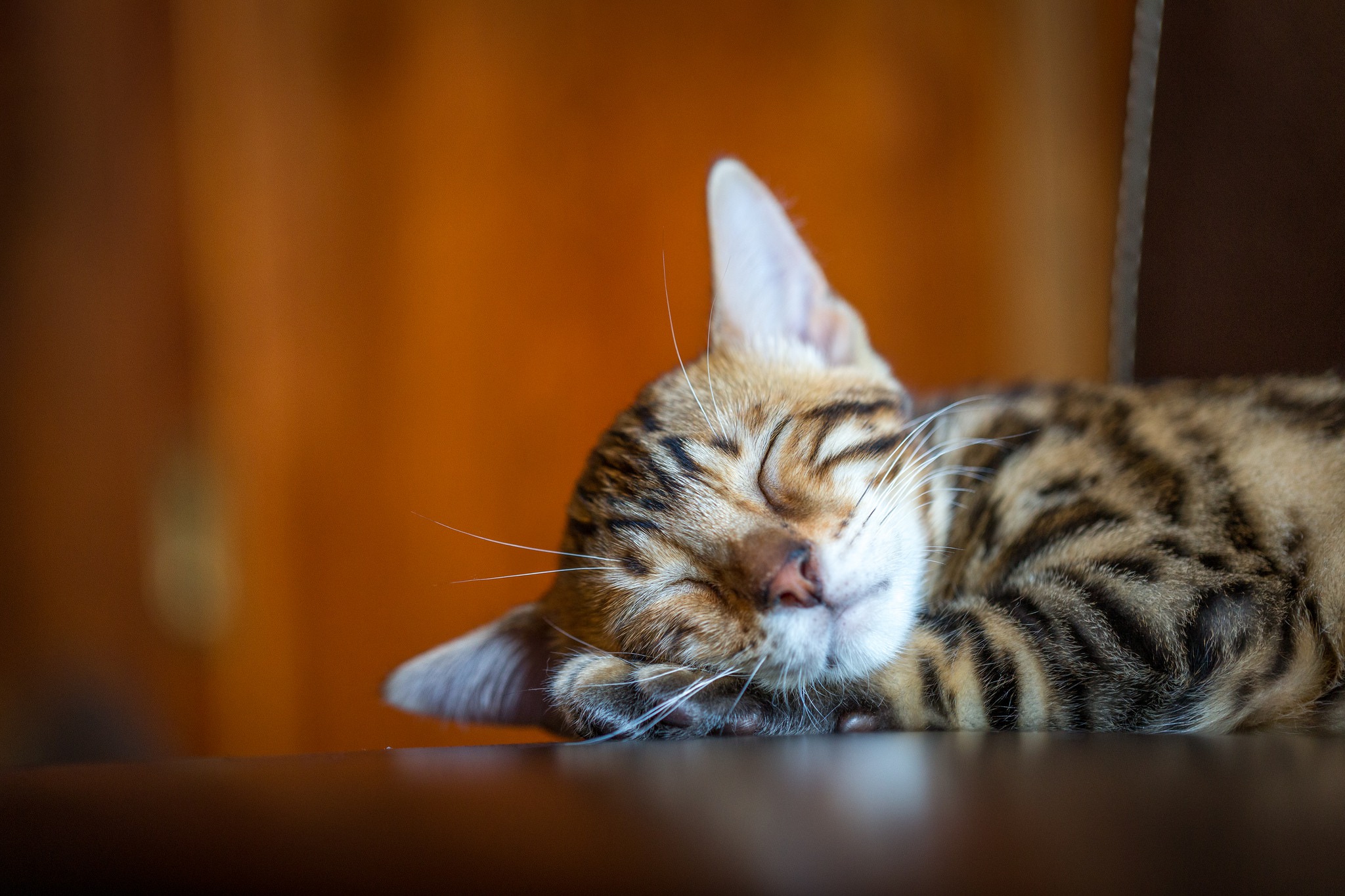 Download mobile wallpaper Cats, Cat, Animal, Sleeping for free.