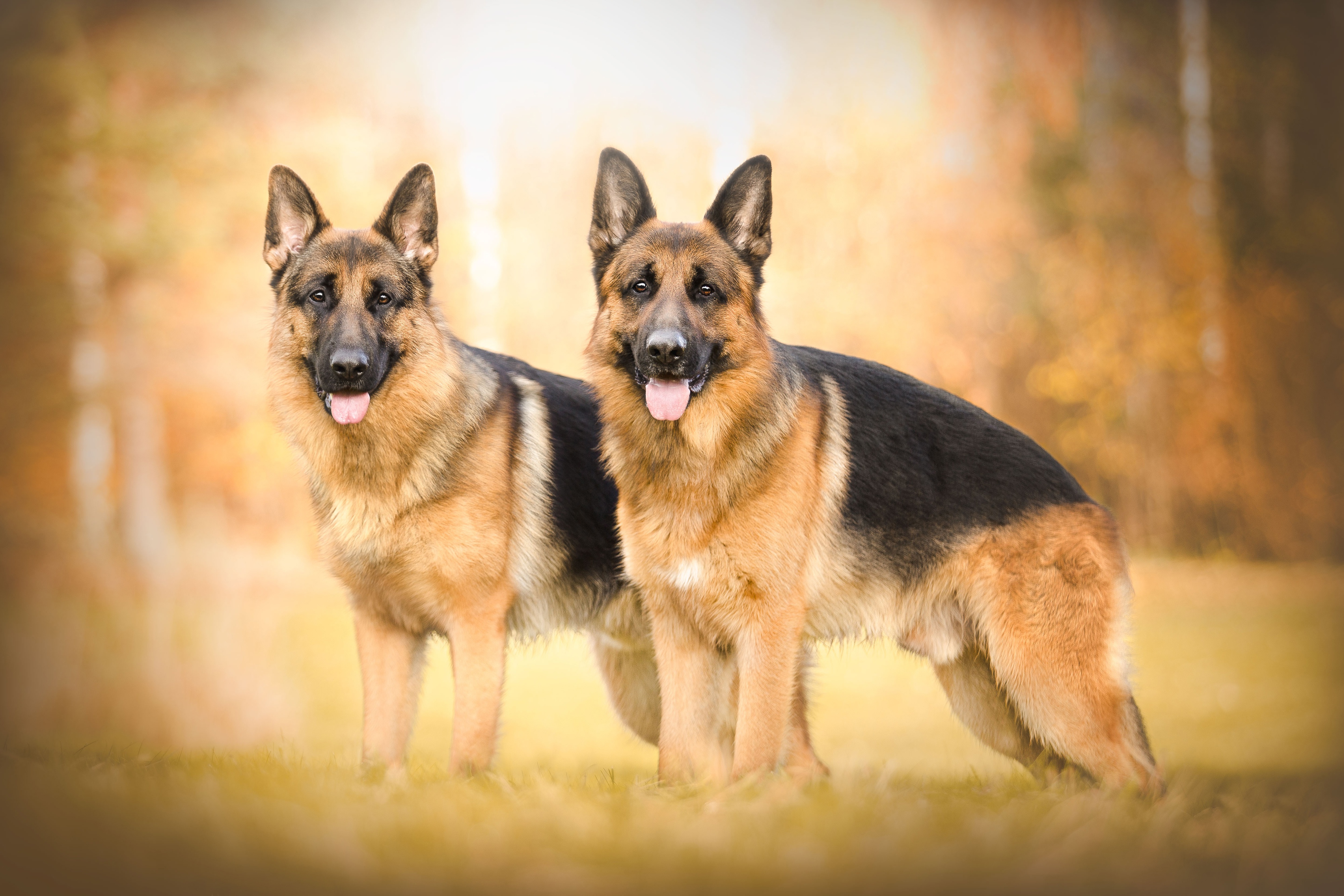 Téléchargez gratuitement l'image Animaux, Chiens, Chien, Berger Allemand, Profondeur De Champ sur le bureau de votre PC