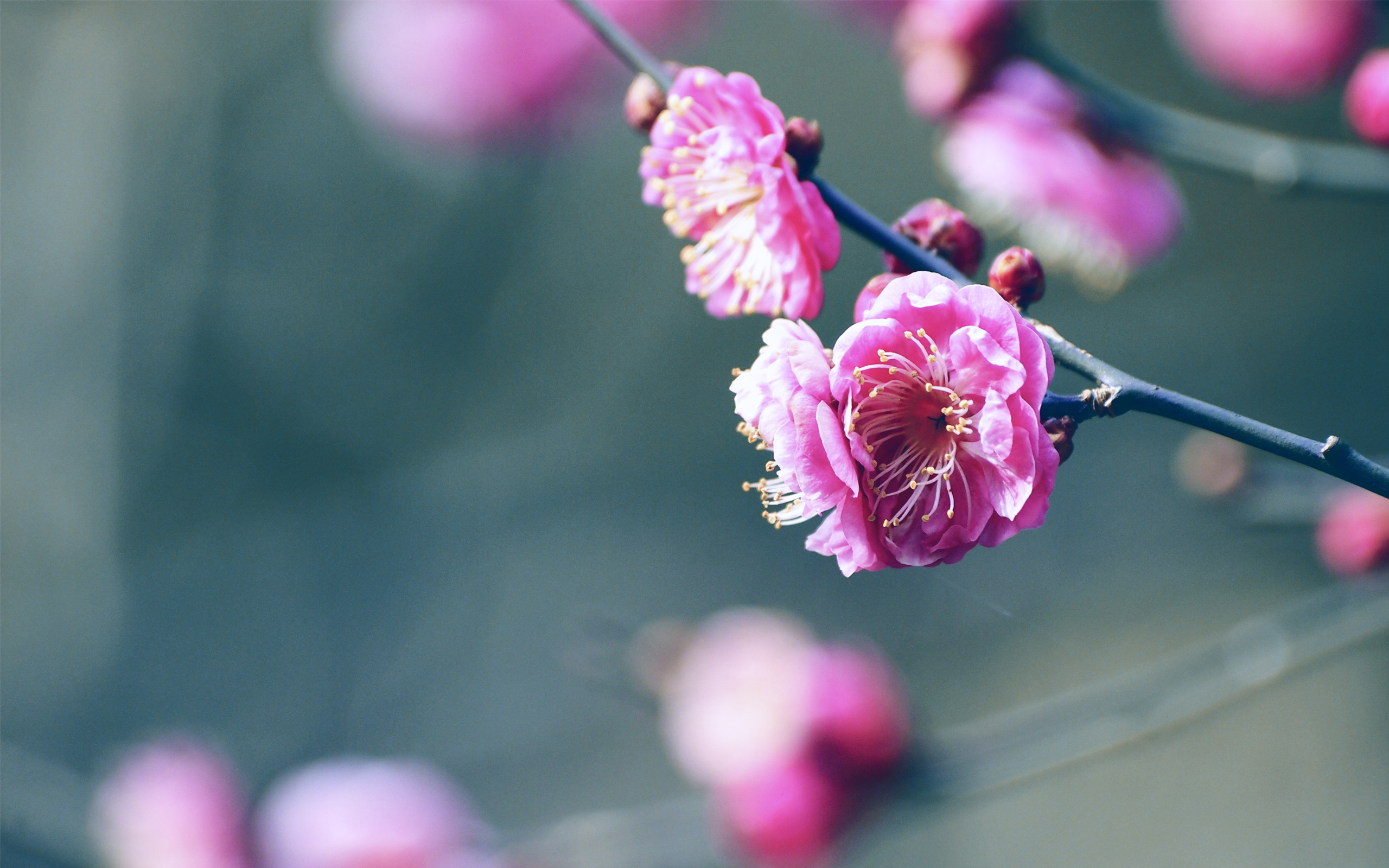 Desktop Backgrounds Flowers 