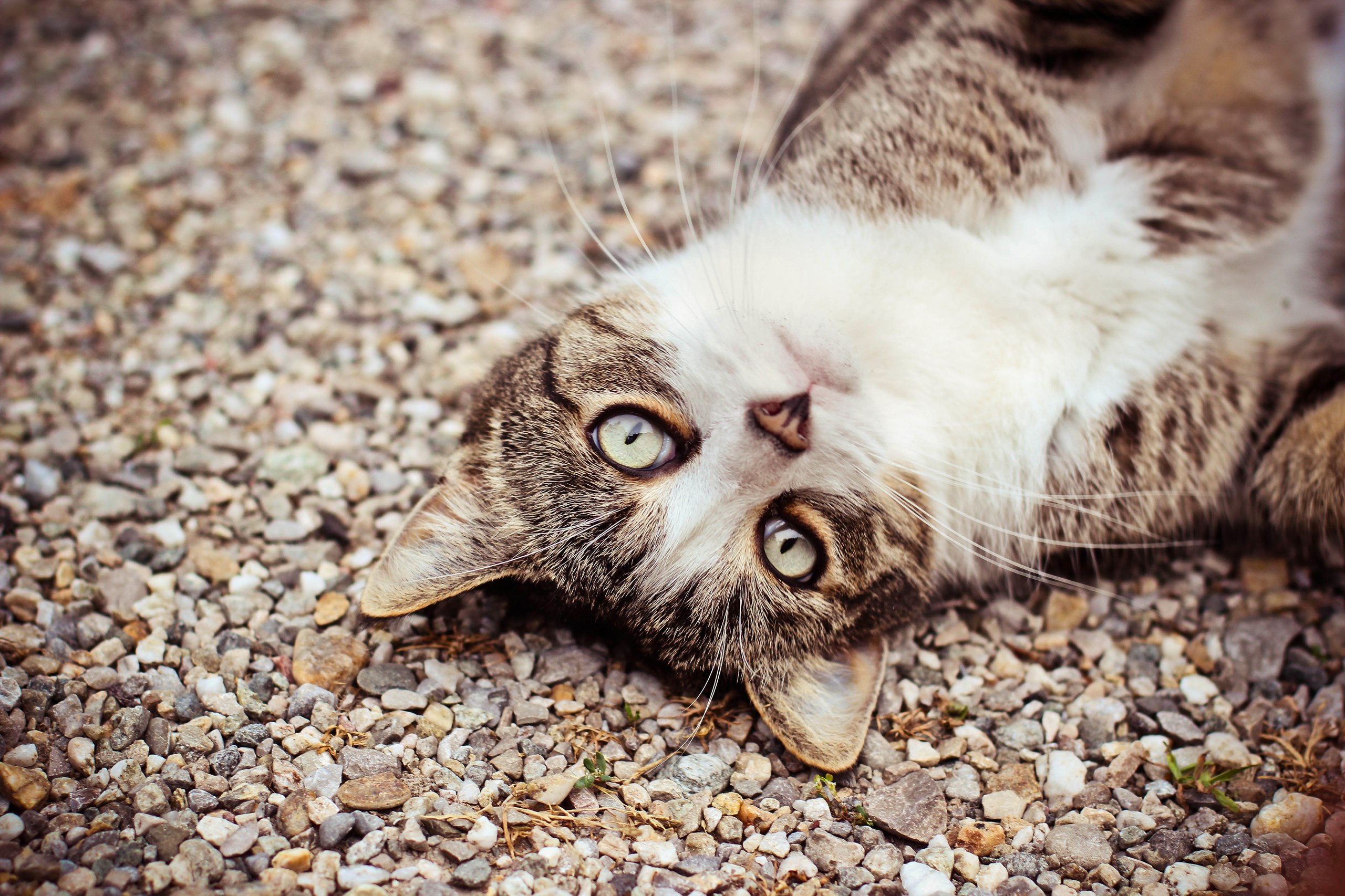 無料モバイル壁紙動物, ネコ, 猫をダウンロードします。