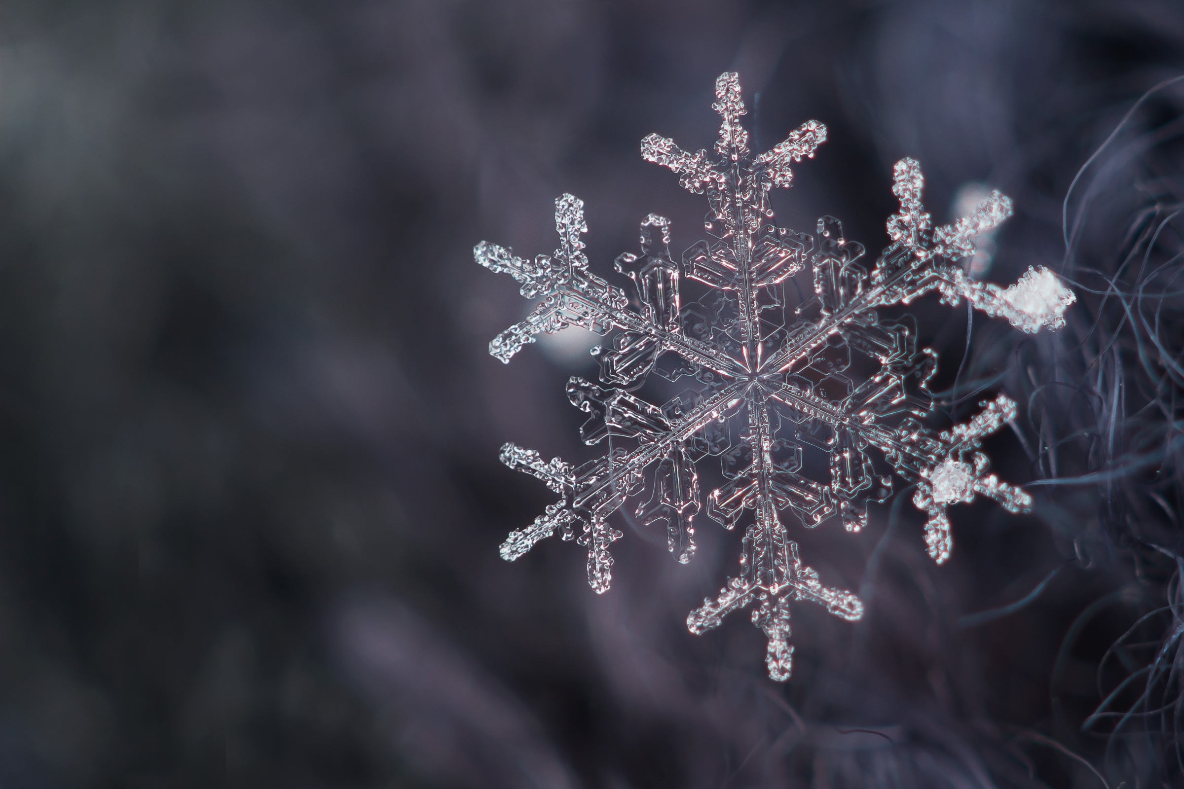 Descarga gratis la imagen Copo De Nieve, Tierra/naturaleza, Macrofotografía en el escritorio de tu PC