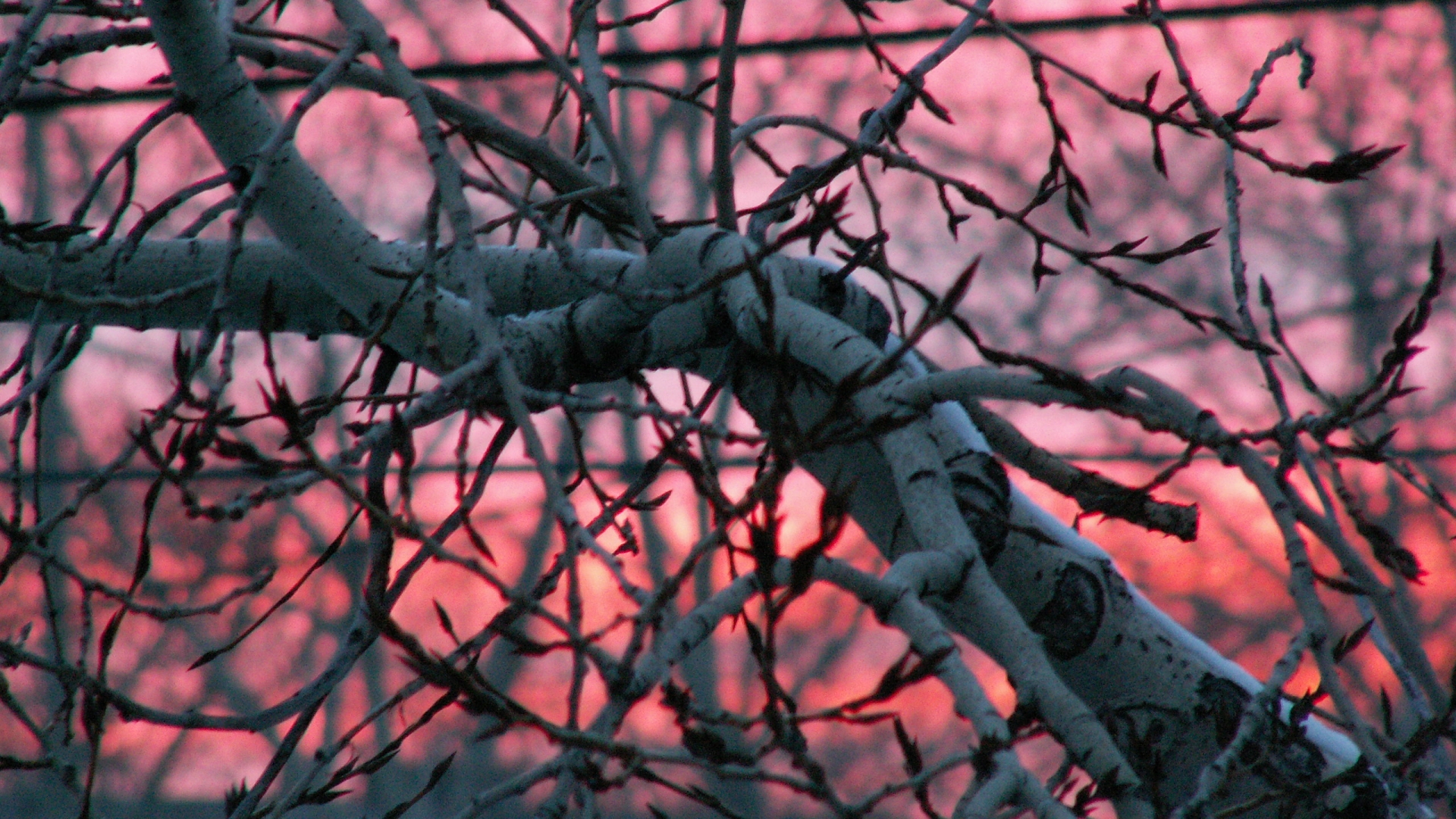 Handy-Wallpaper Bäume, Baum, Erde/natur kostenlos herunterladen.