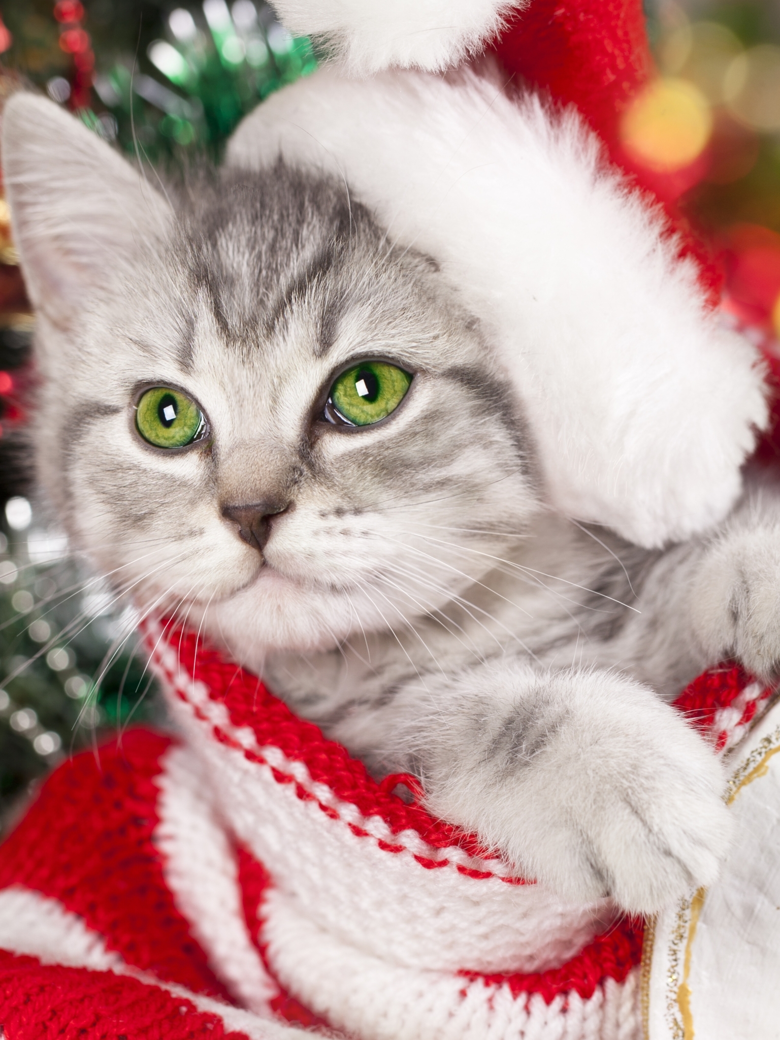 Free download wallpaper Cats, Cat, Kitten, Christmas, Animal, Bokeh on your PC desktop