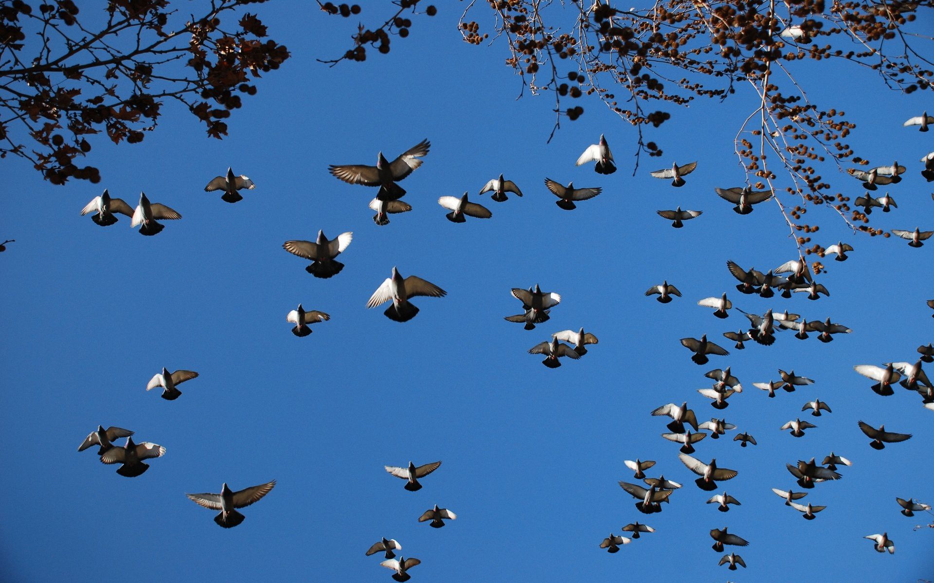 Baixar papel de parede para celular de Pássaro, Aves, Animais gratuito.