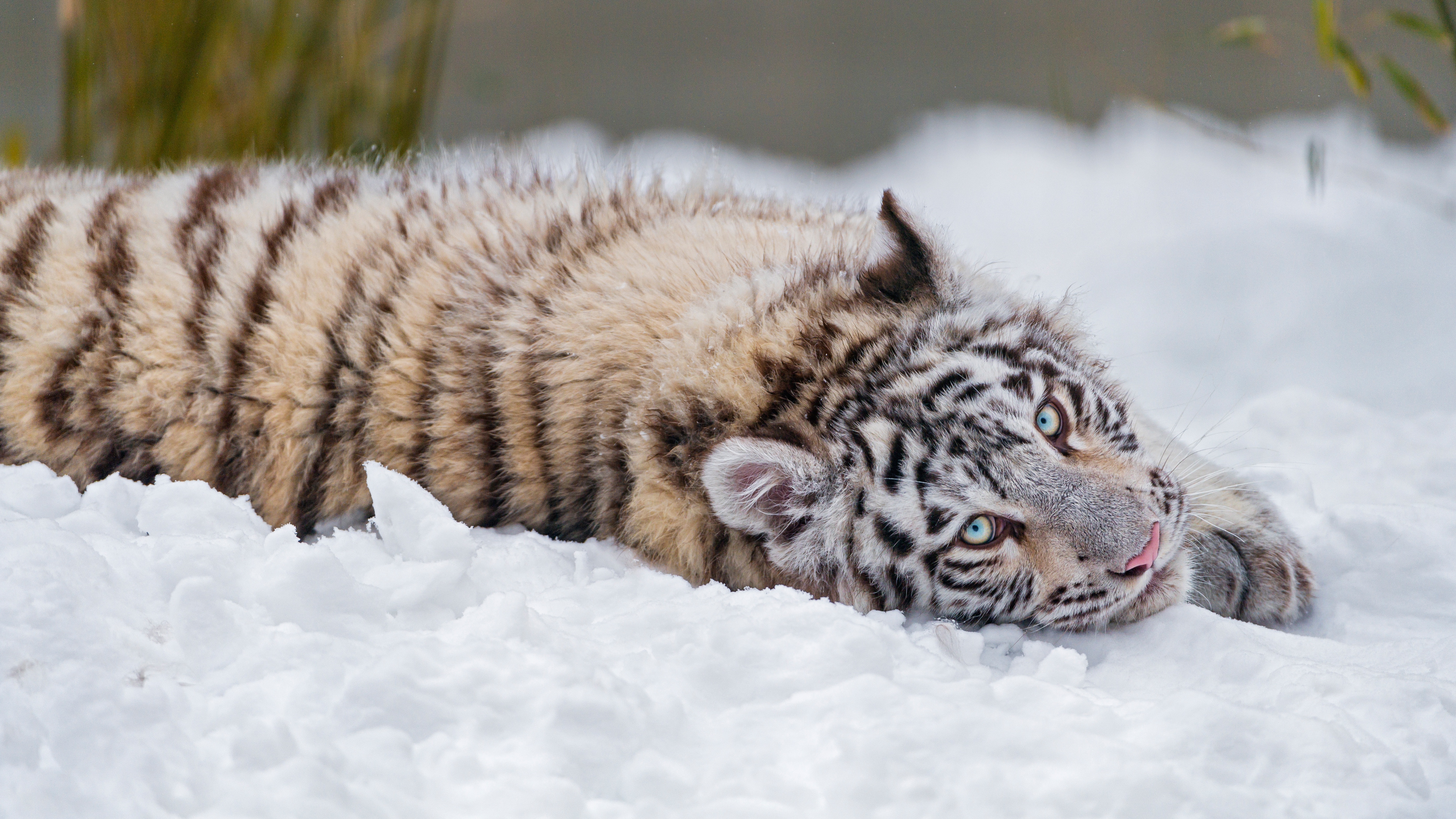 無料モバイル壁紙動物, 冬, 雪, 猫, 虎, ホワイトタイガーをダウンロードします。