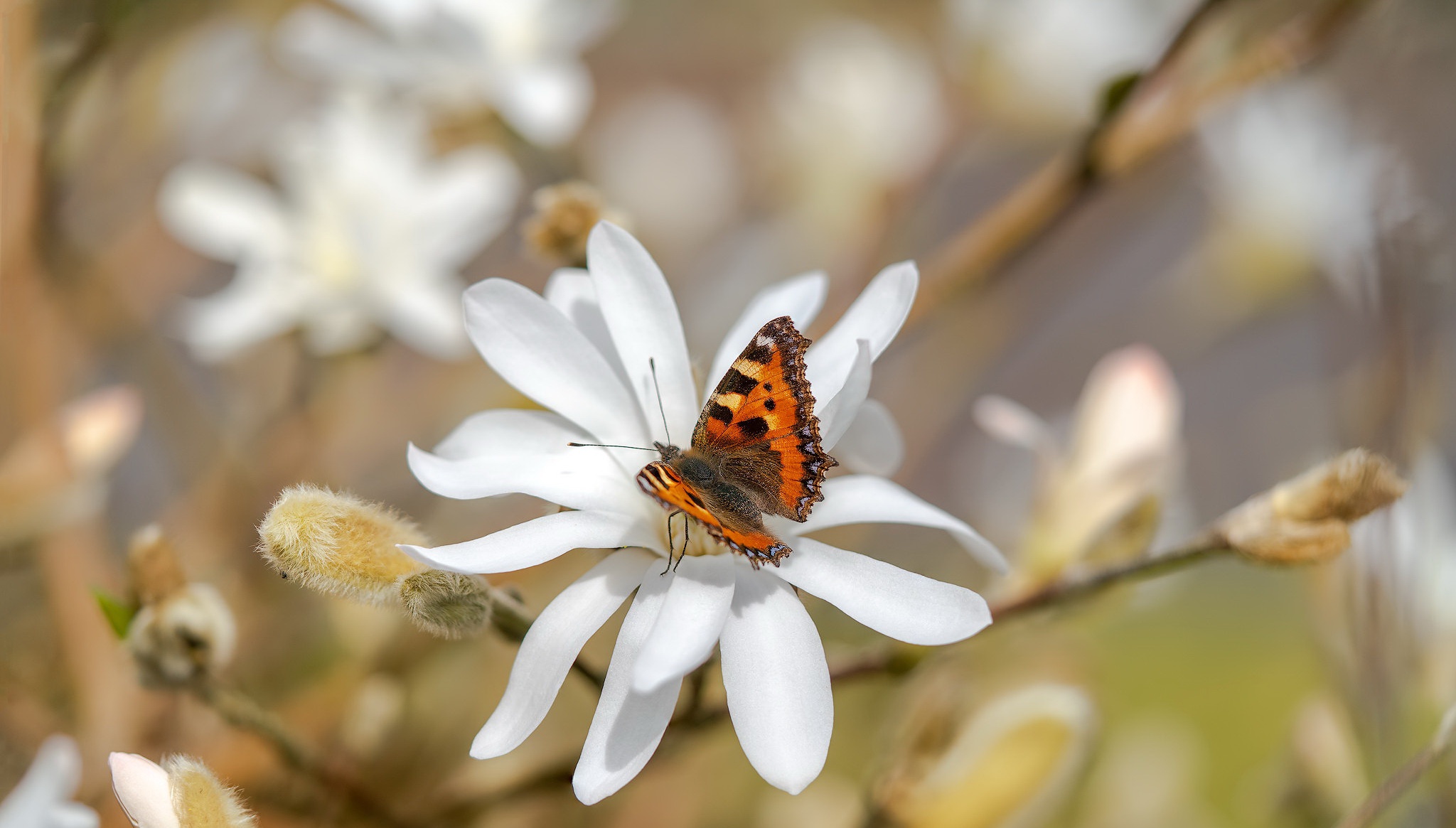 Descarga gratuita de fondo de pantalla para móvil de Animales, Naturaleza, Flor, Insecto, Mariposa, Macrofotografía.