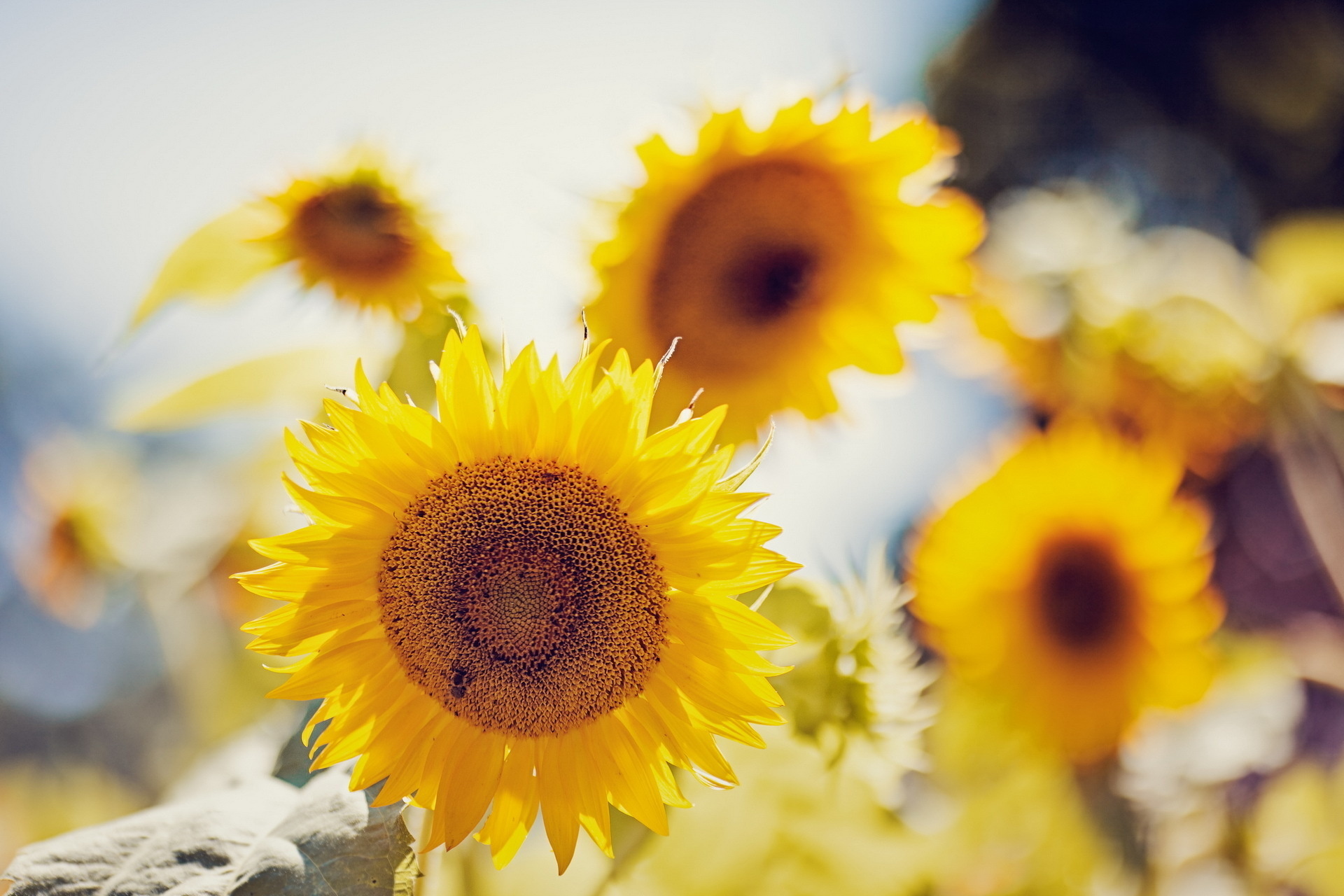 Download mobile wallpaper Flowers, Flower, Earth, Sunflower for free.